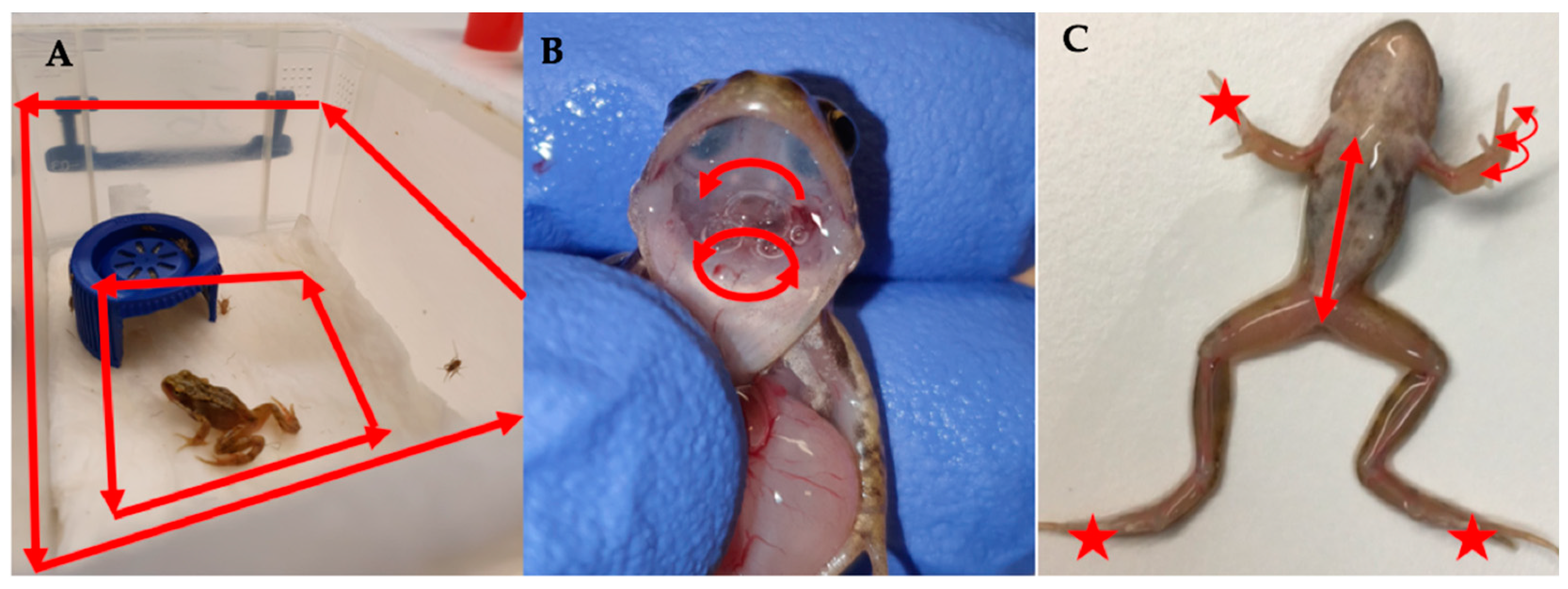 Viruses 14 02635 g002