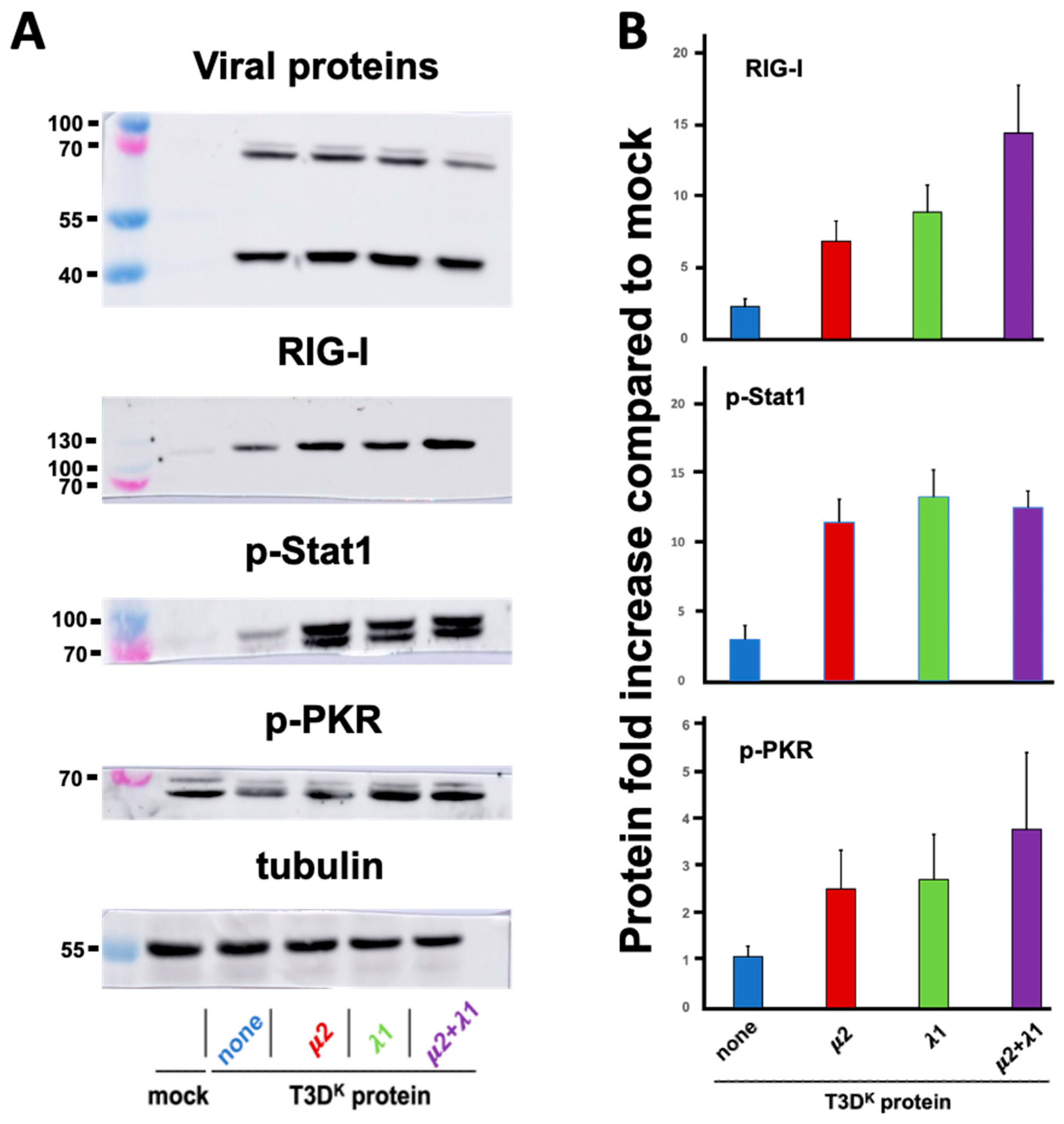 Viruses 14 02638 g003 Viruses 14 02638 g003