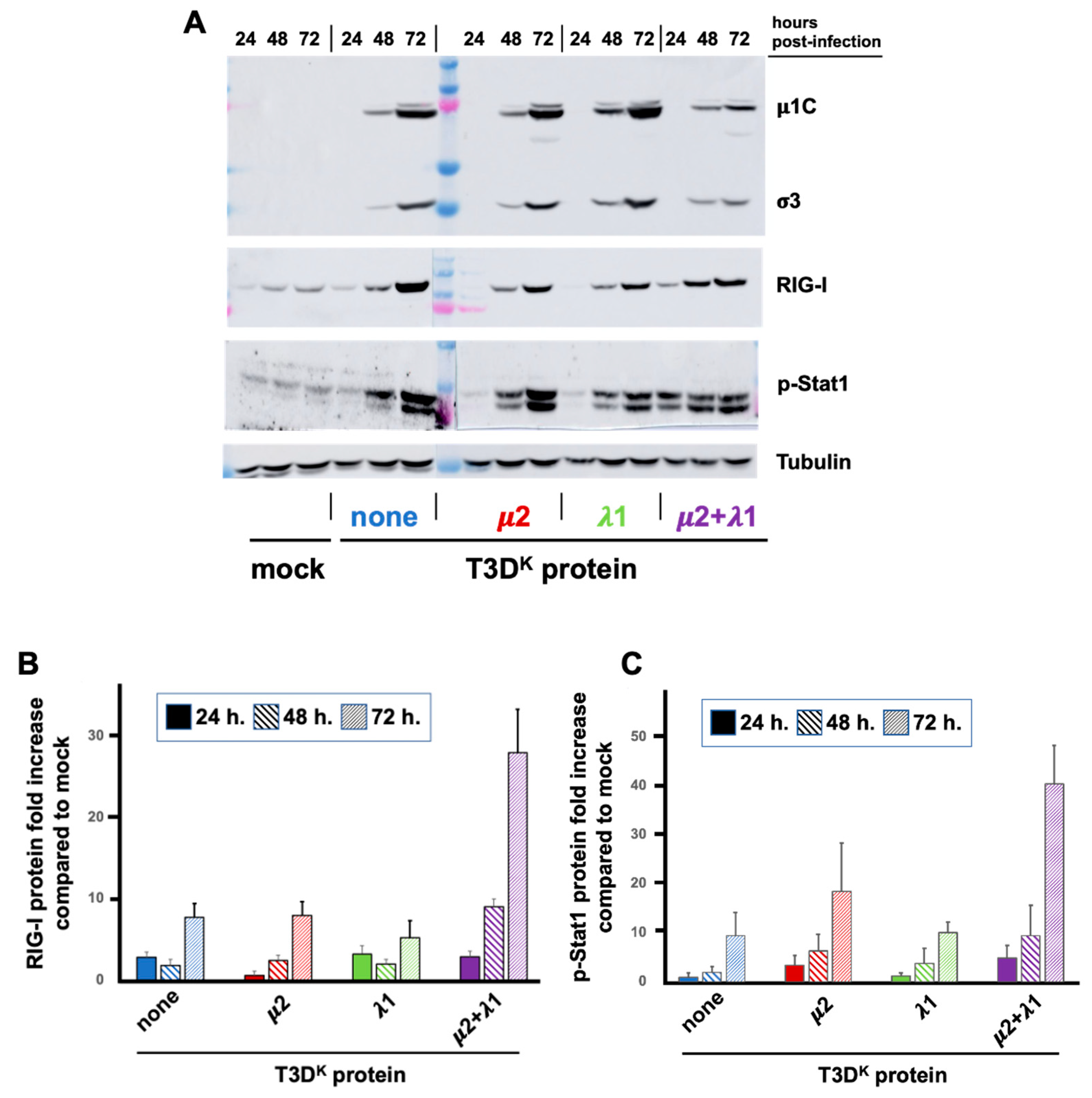 Viruses 14 02638 g004 Viruses 14 02638 g004