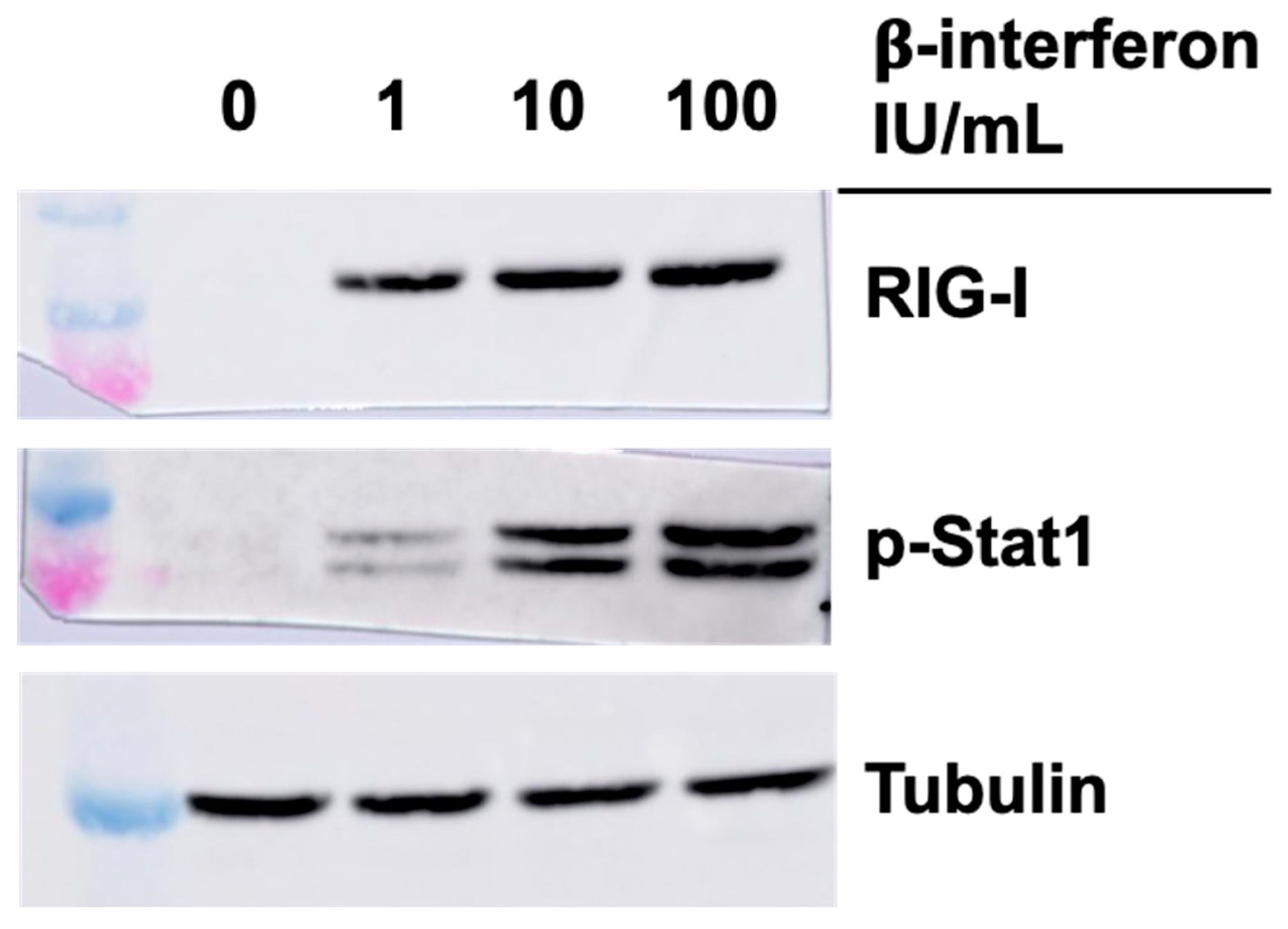 Viruses 14 02638 g005 Viruses 14 02638 g005