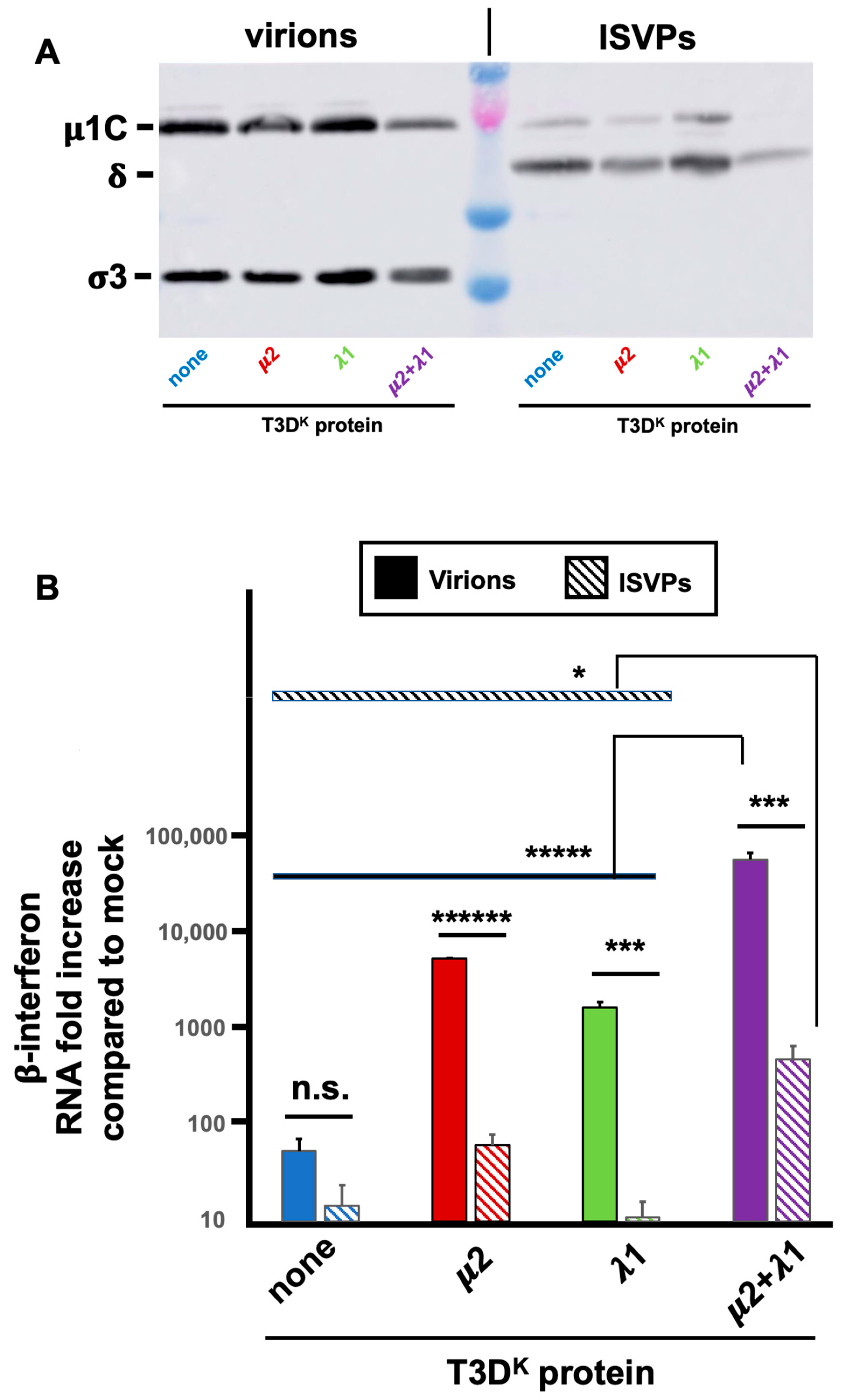 Viruses 14 02638 g007 Viruses 14 02638 g007