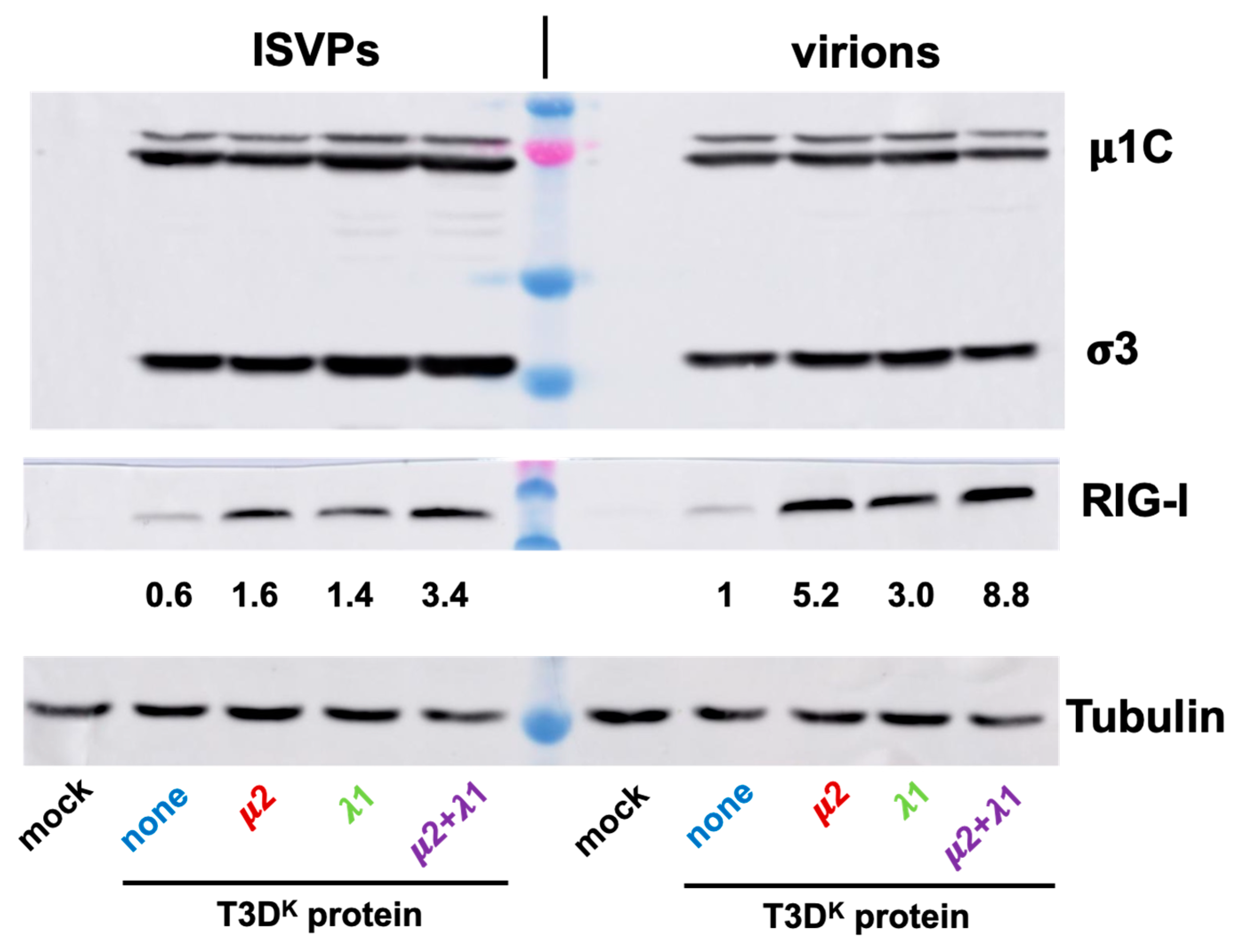 Viruses 14 02638 g008 Viruses 14 02638 g008