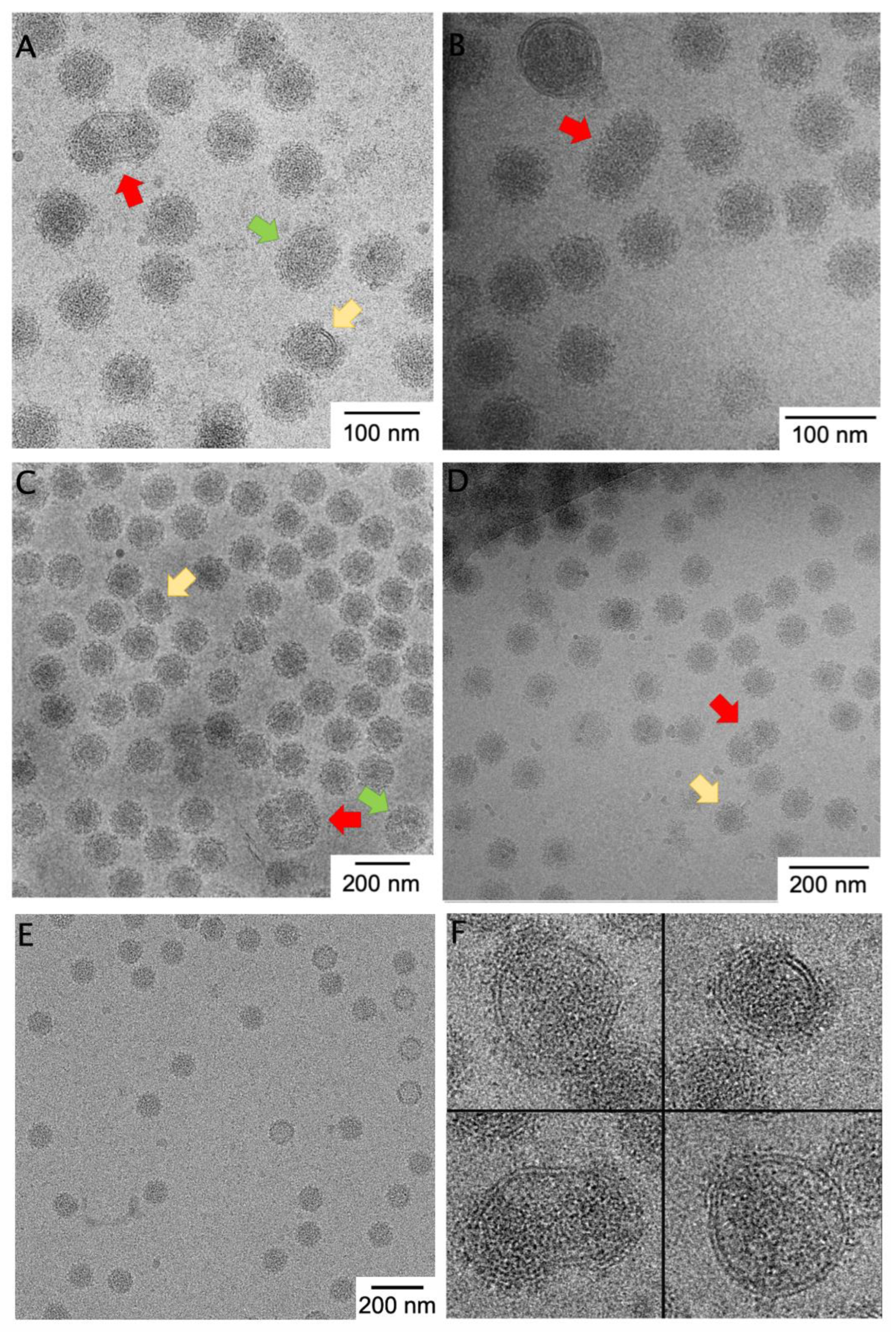 Viruses 14 02650 g001