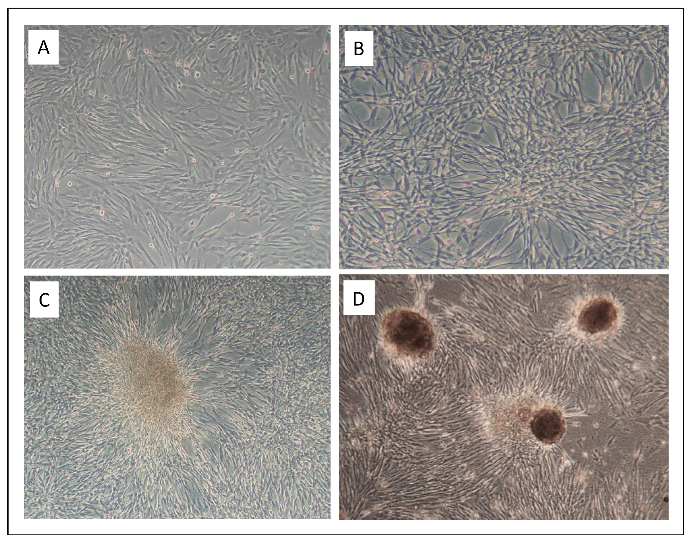 Viruses 14 02658 g001