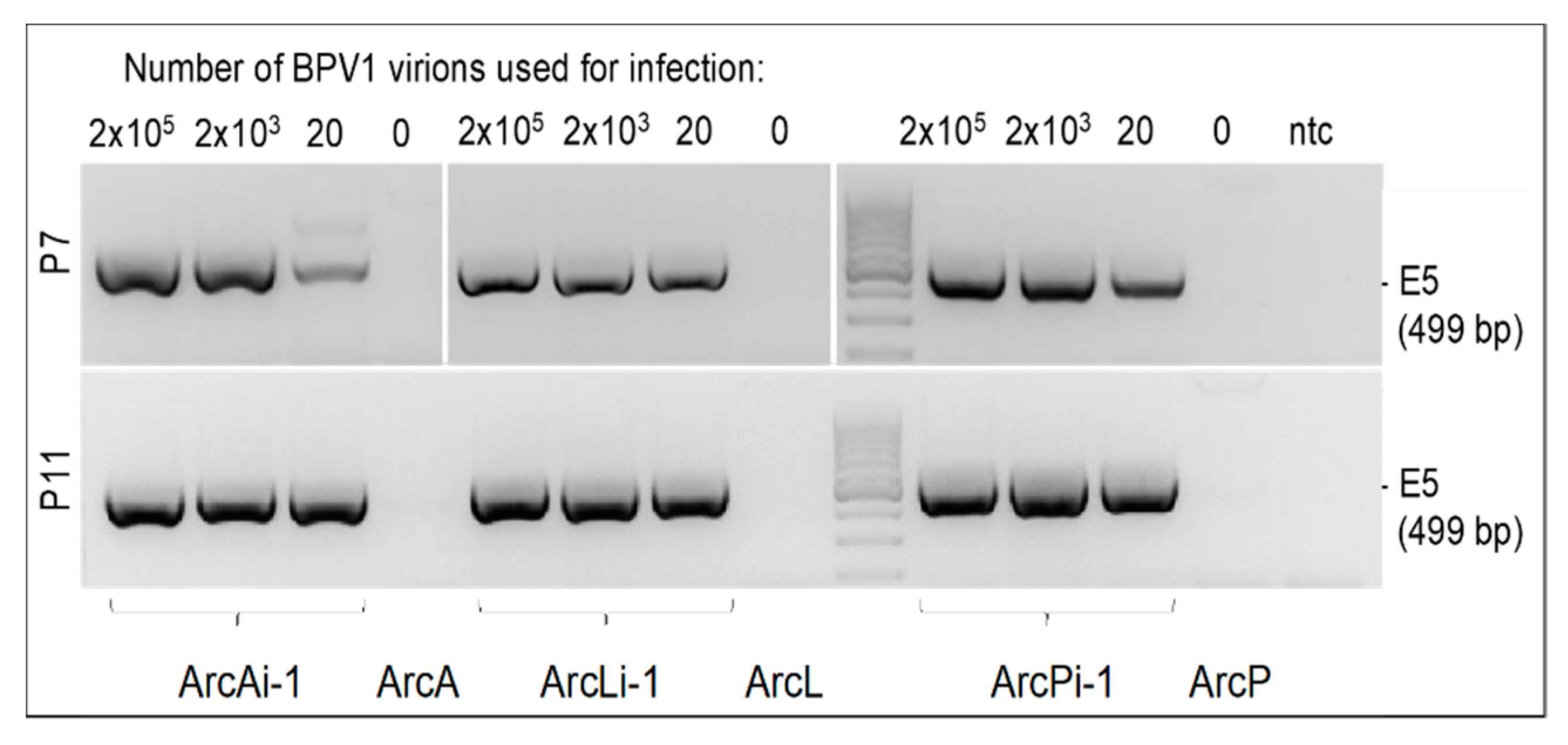 Viruses 14 02658 g002