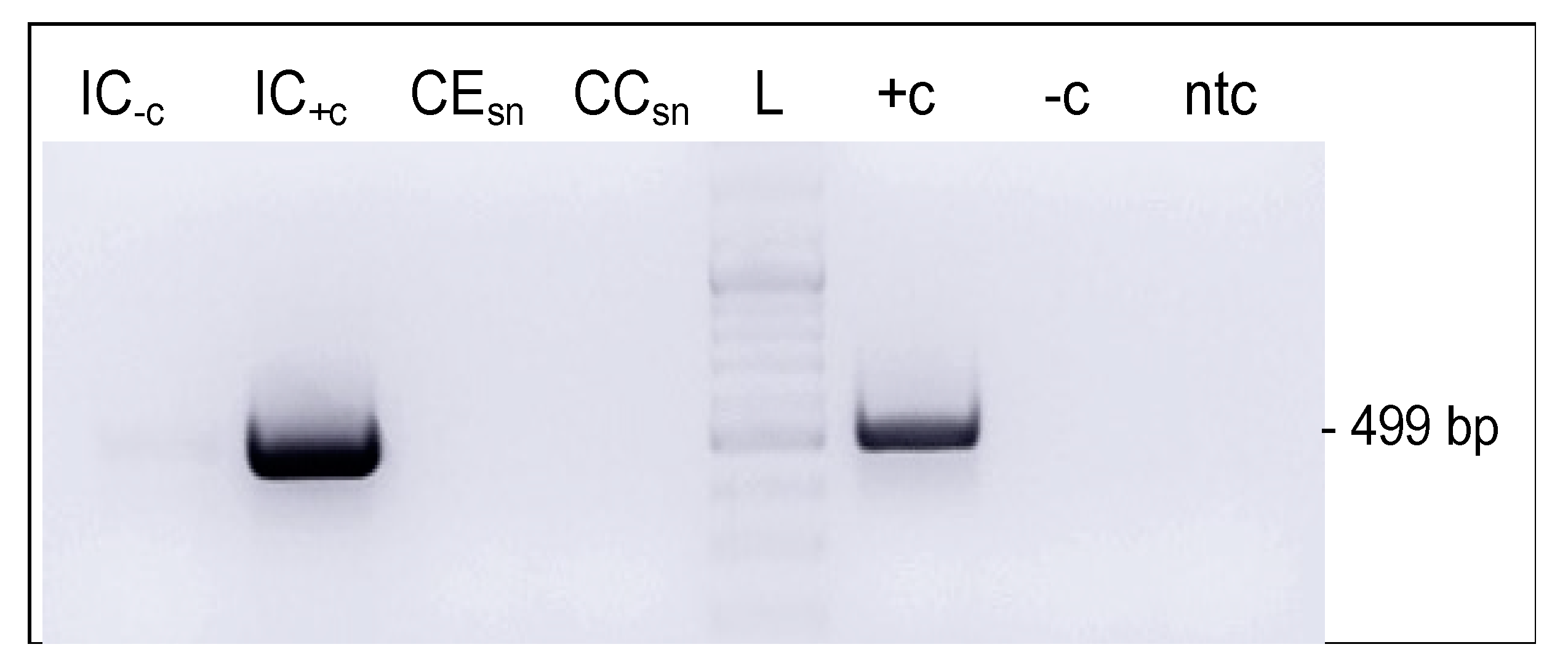 Viruses 14 02658 g005