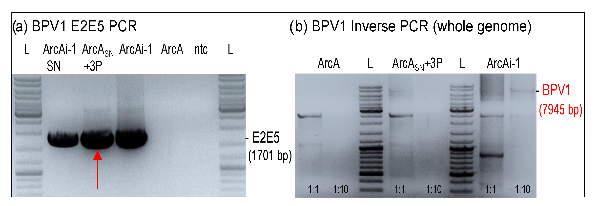 Viruses 14 02658 g006