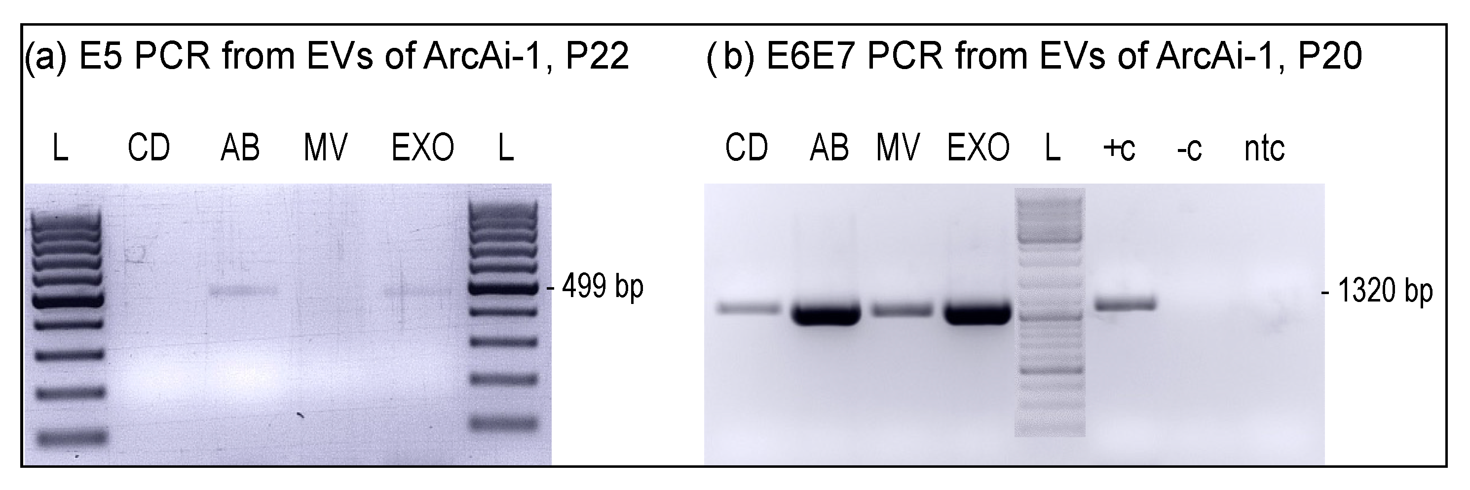 Viruses 14 02658 g007