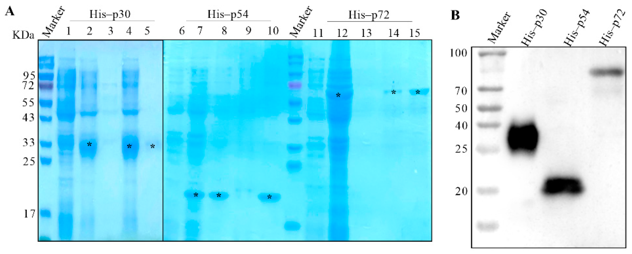 Viruses 14 02660 g002