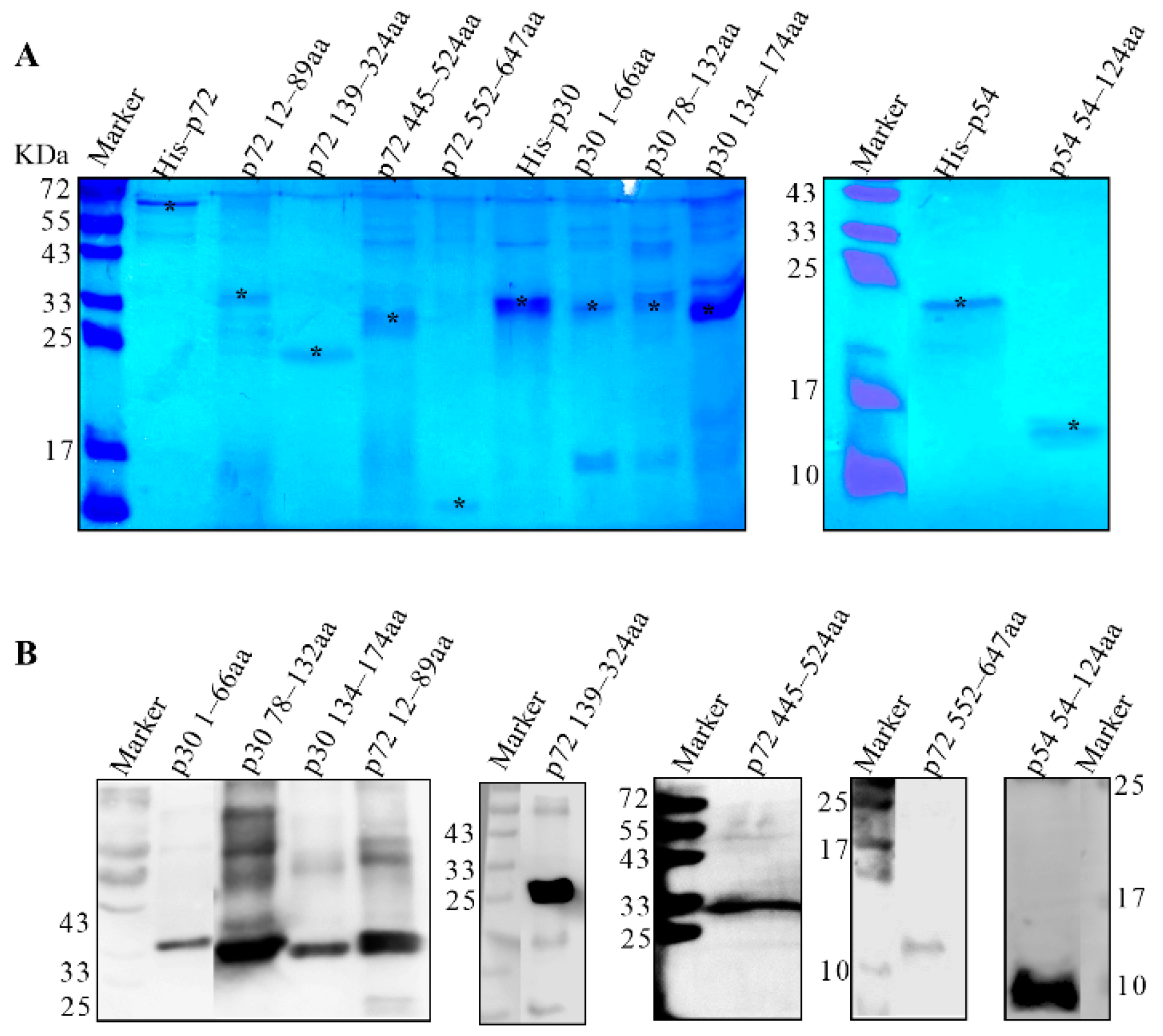 Viruses 14 02660 g004