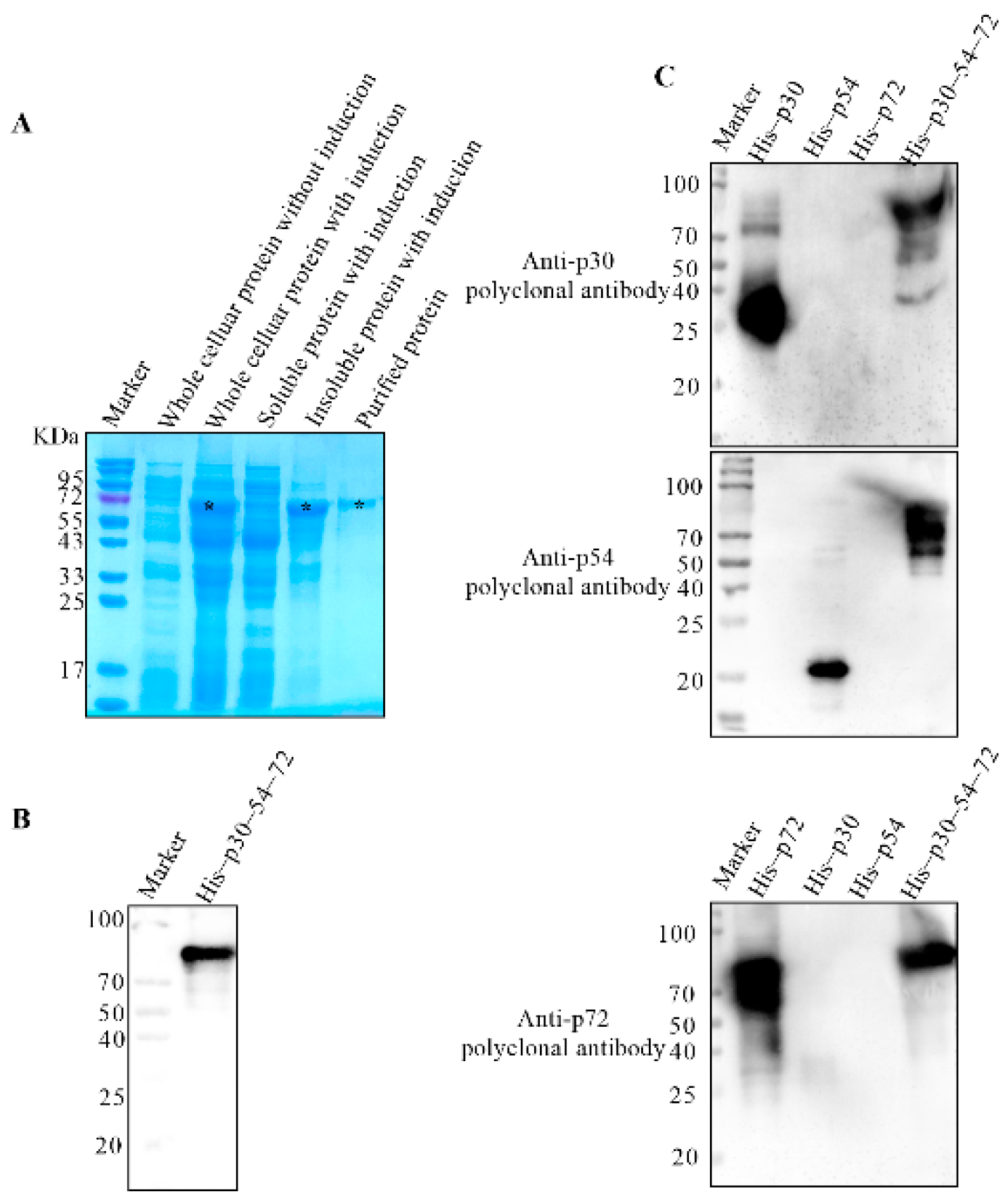 Viruses 14 02660 g006