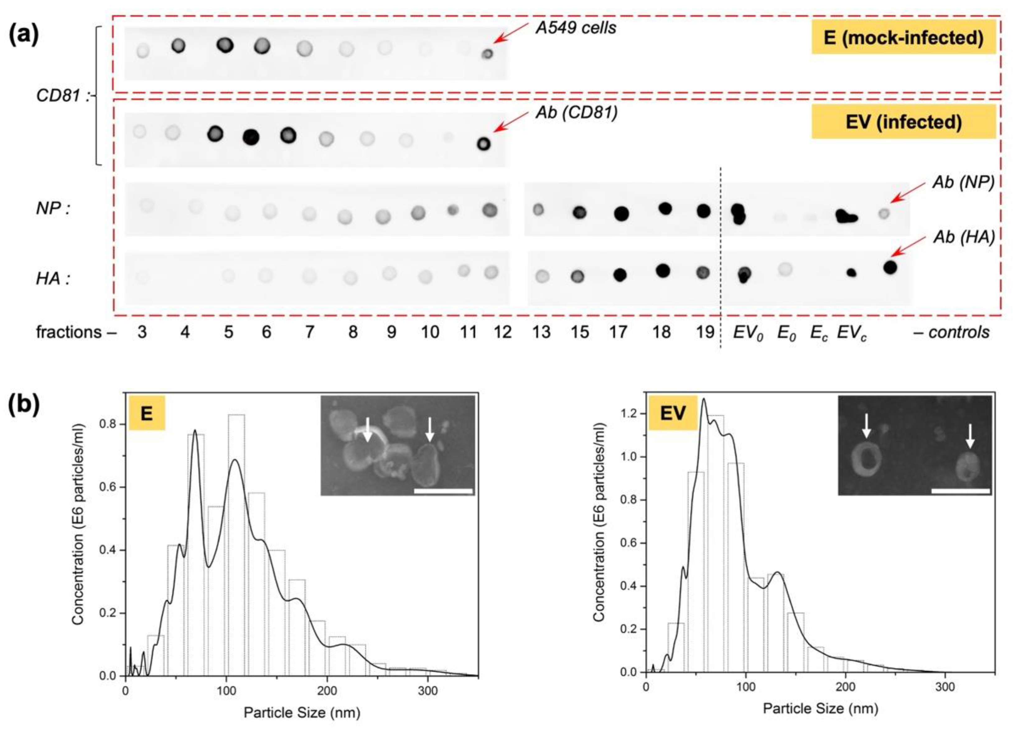 Viruses 14 02690 g003