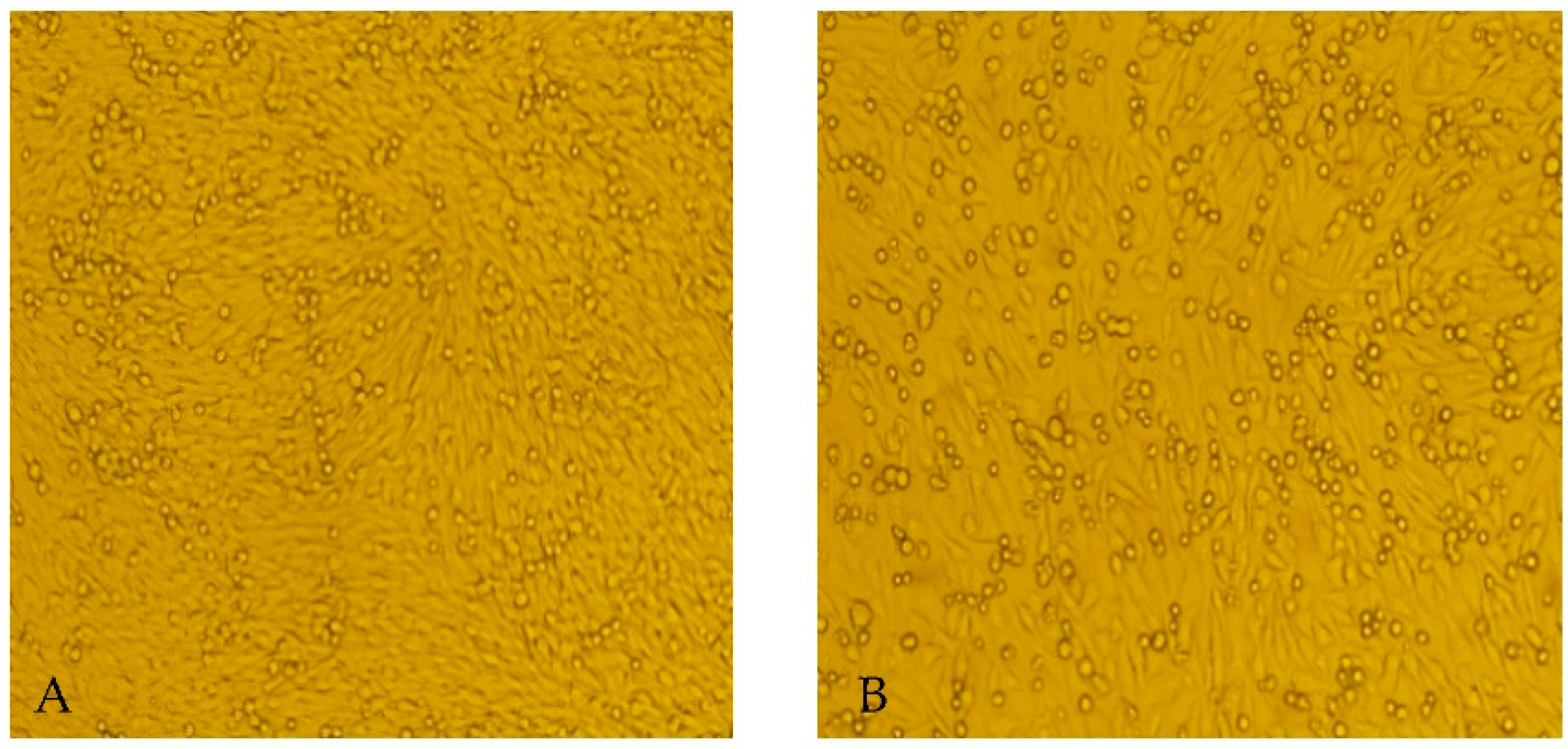 Viruses 14 02692 g003