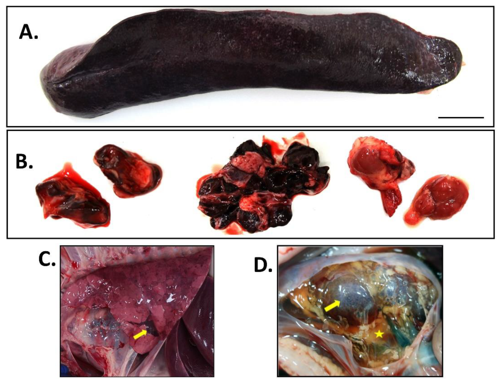 Viruses 14 02698 g006 Viruses 14 02698 g006