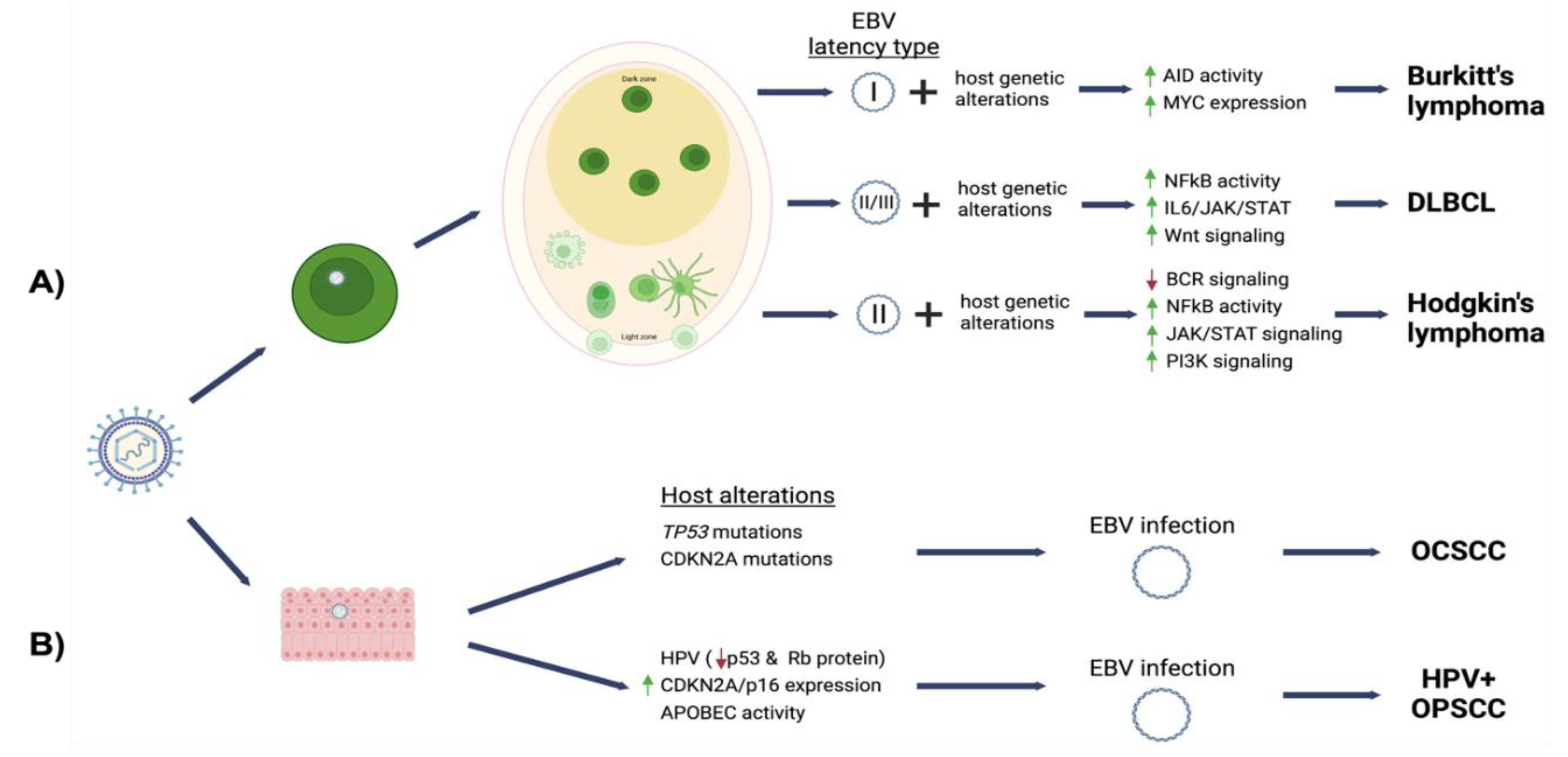 Viruses 14 02700 g002 Viruses 14 02700 g002
