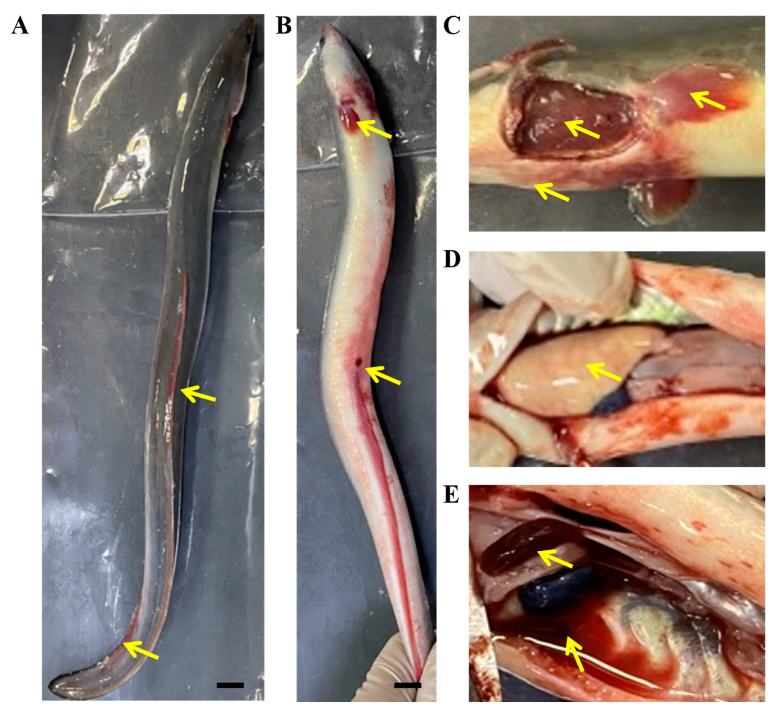 Viruses 14 02722 g001