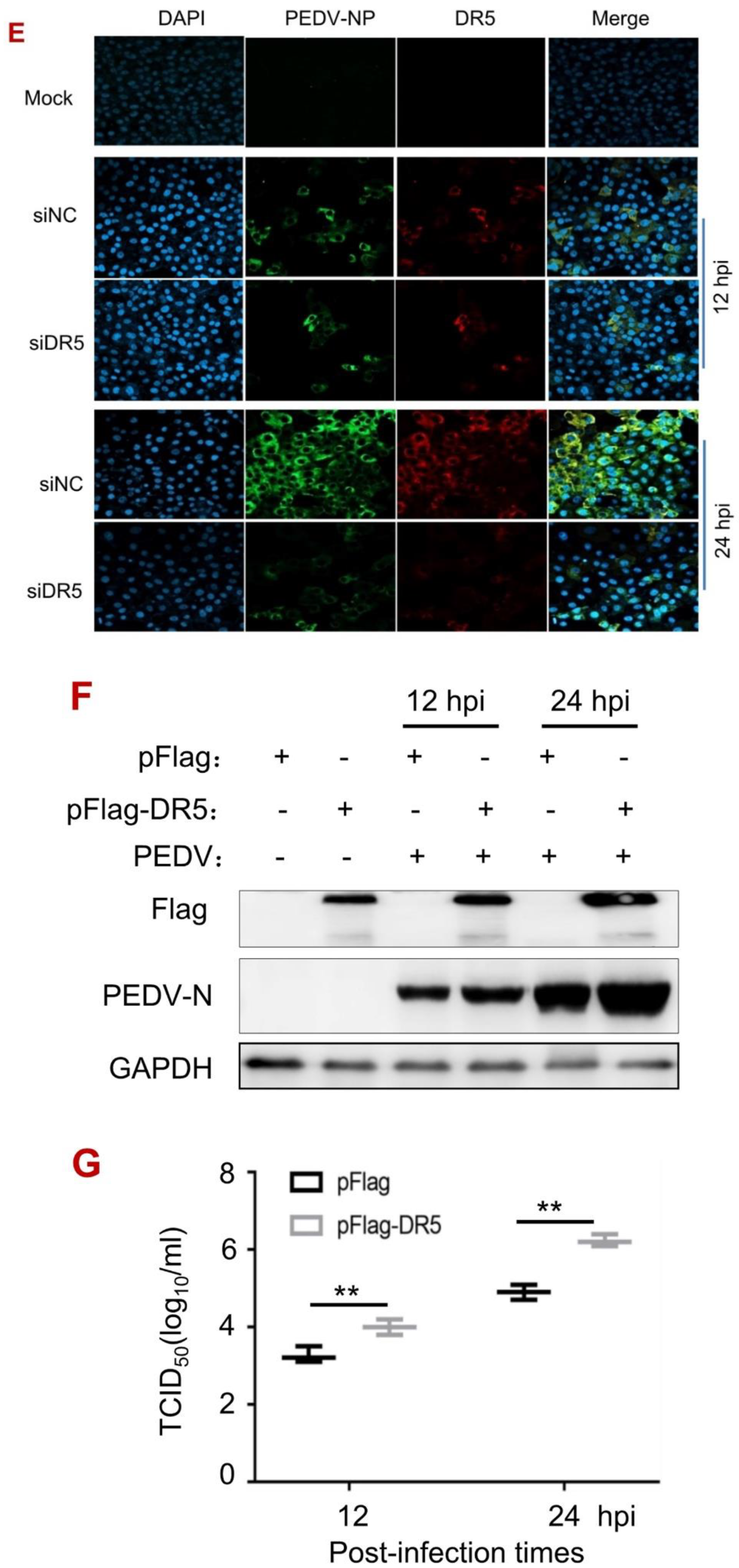 Viruses 14 02724 g001b