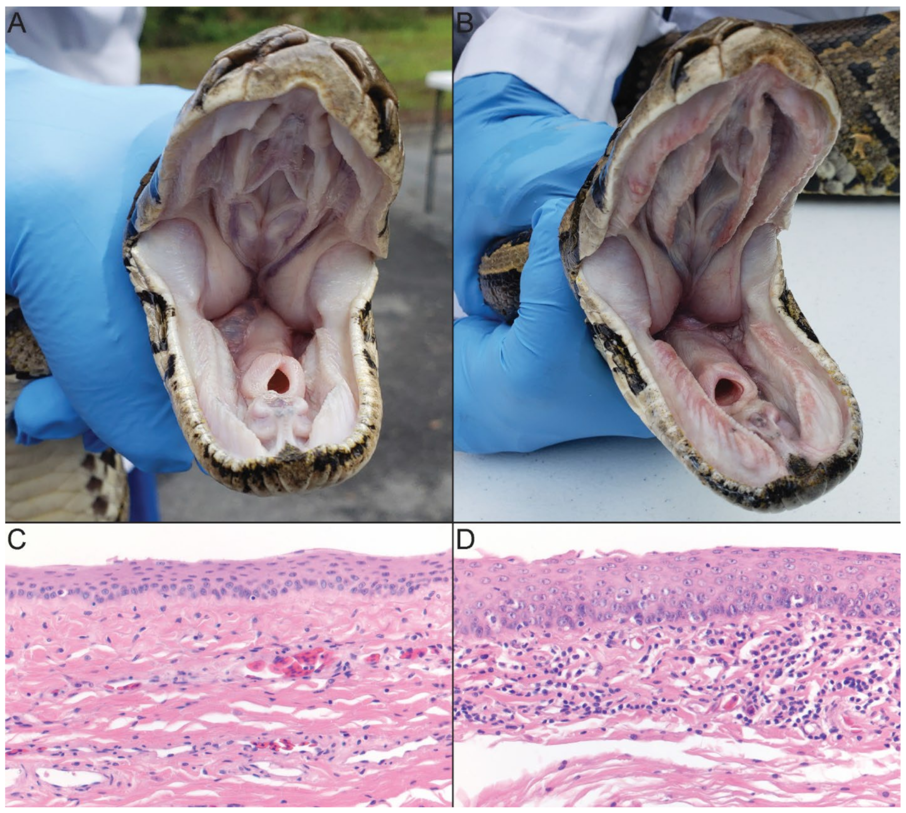 Viruses 14 02726 g004 Viruses 14 02726 g004