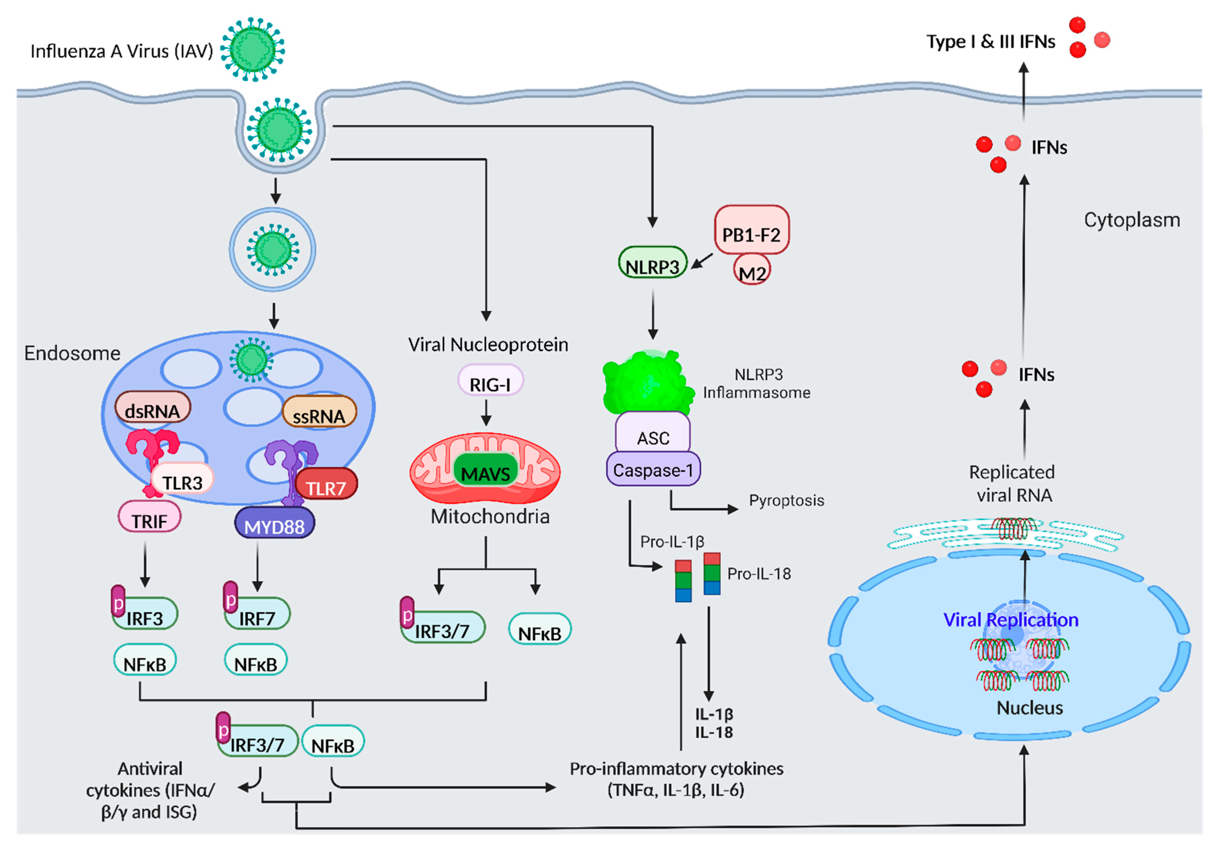 Viruses 14 02729 g001