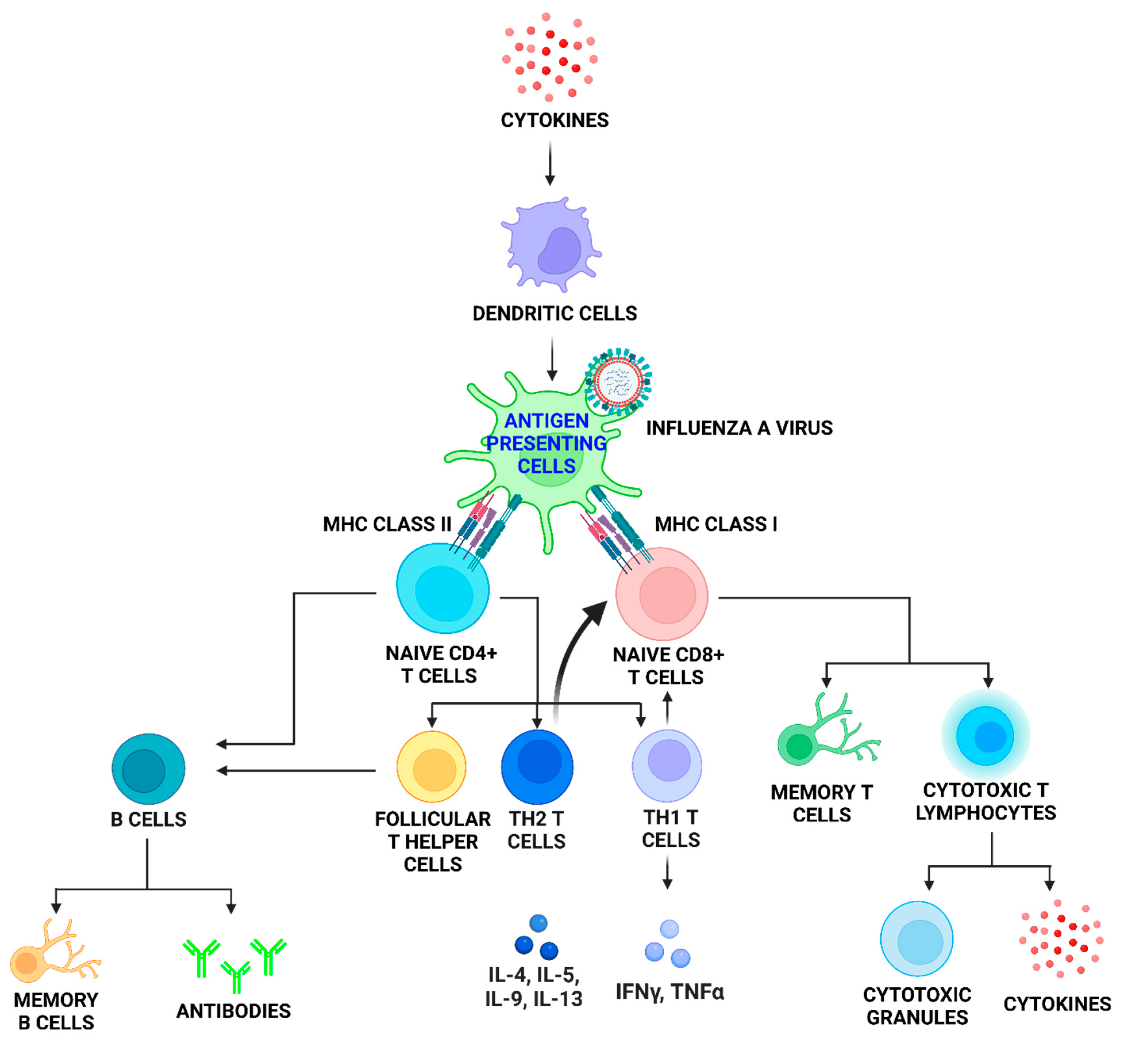 Viruses 14 02729 g002