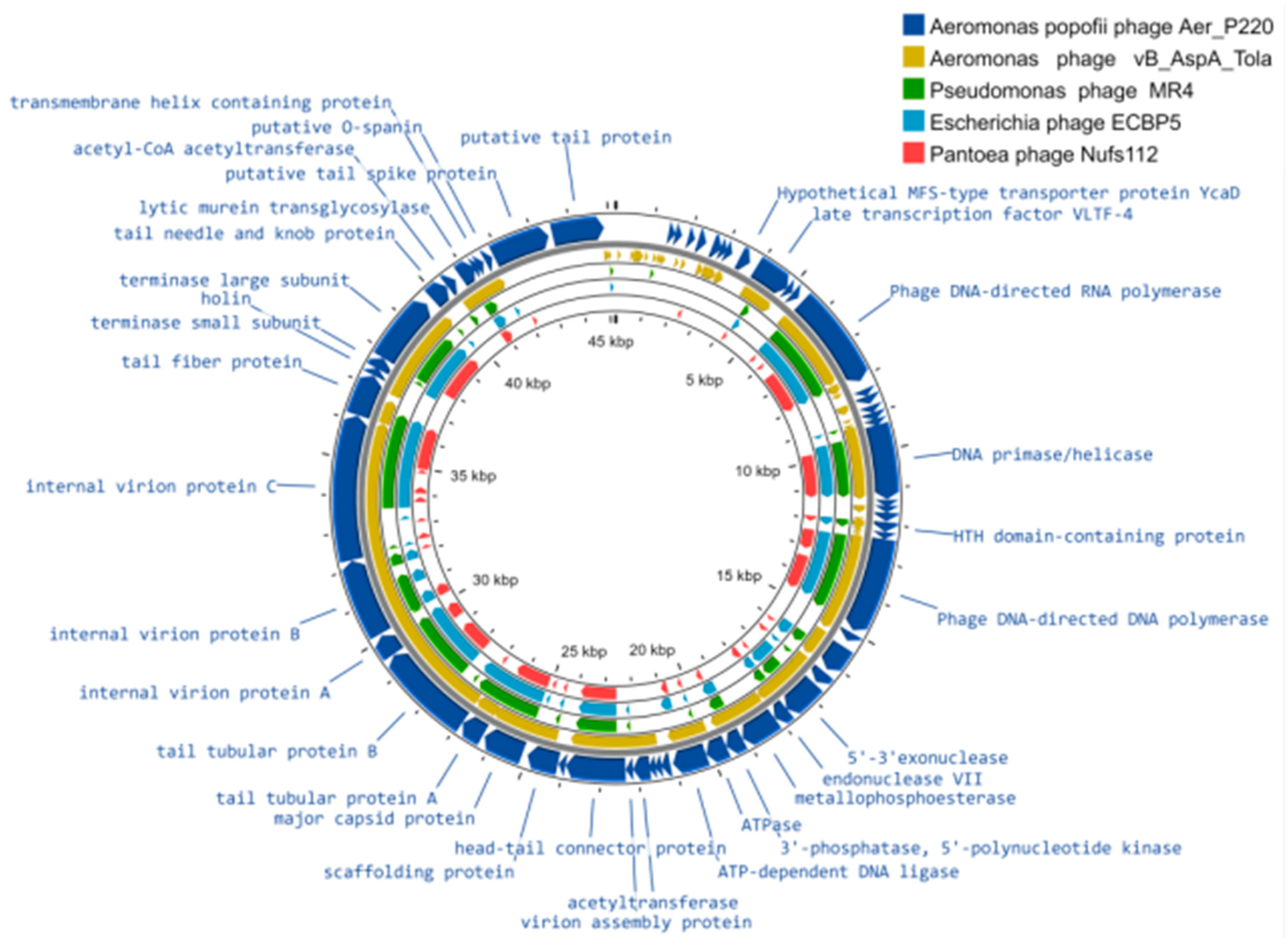 Viruses 14 02733 g002 Viruses 14 02733 g002