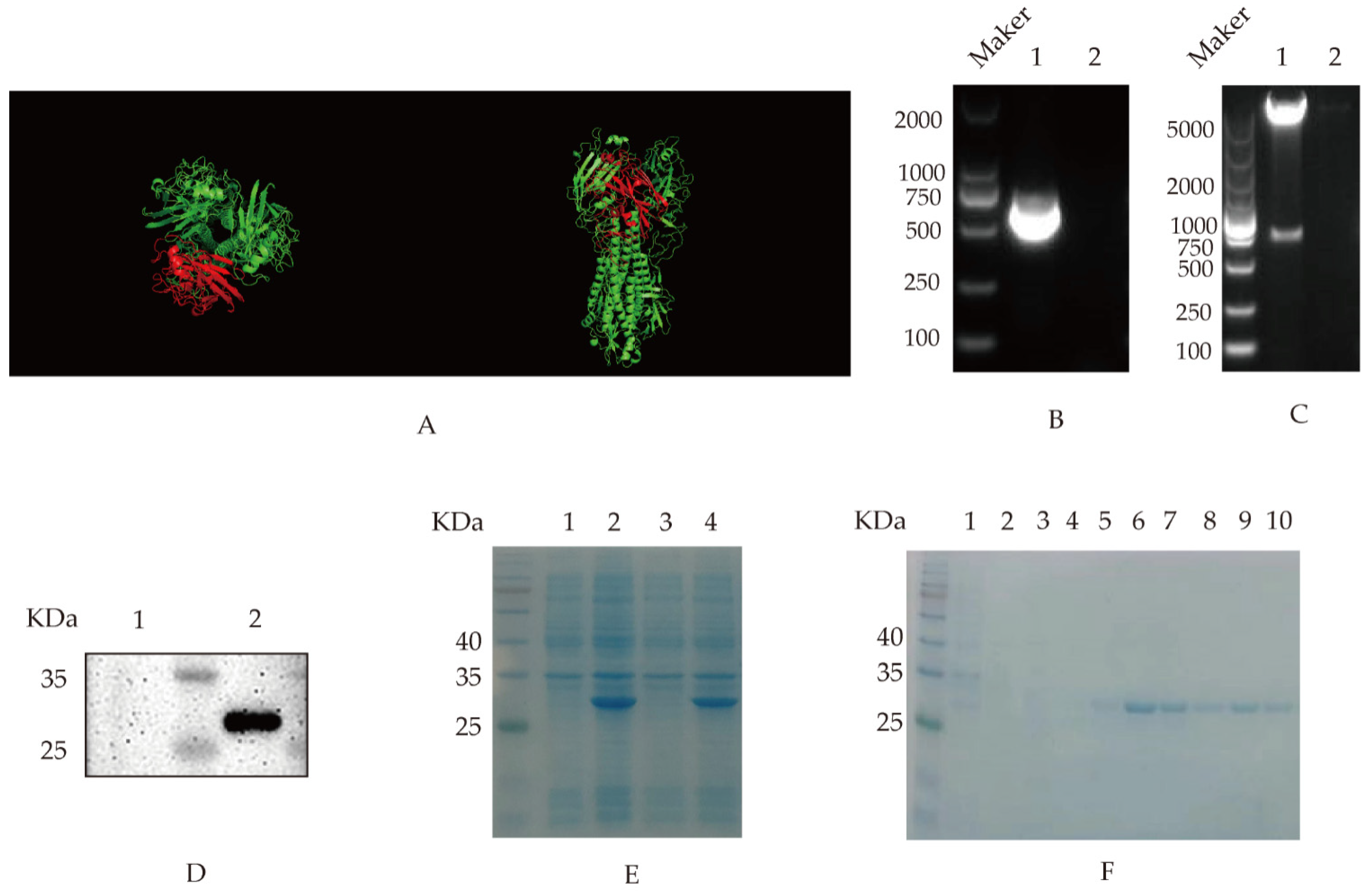 Viruses 14 02739 g001