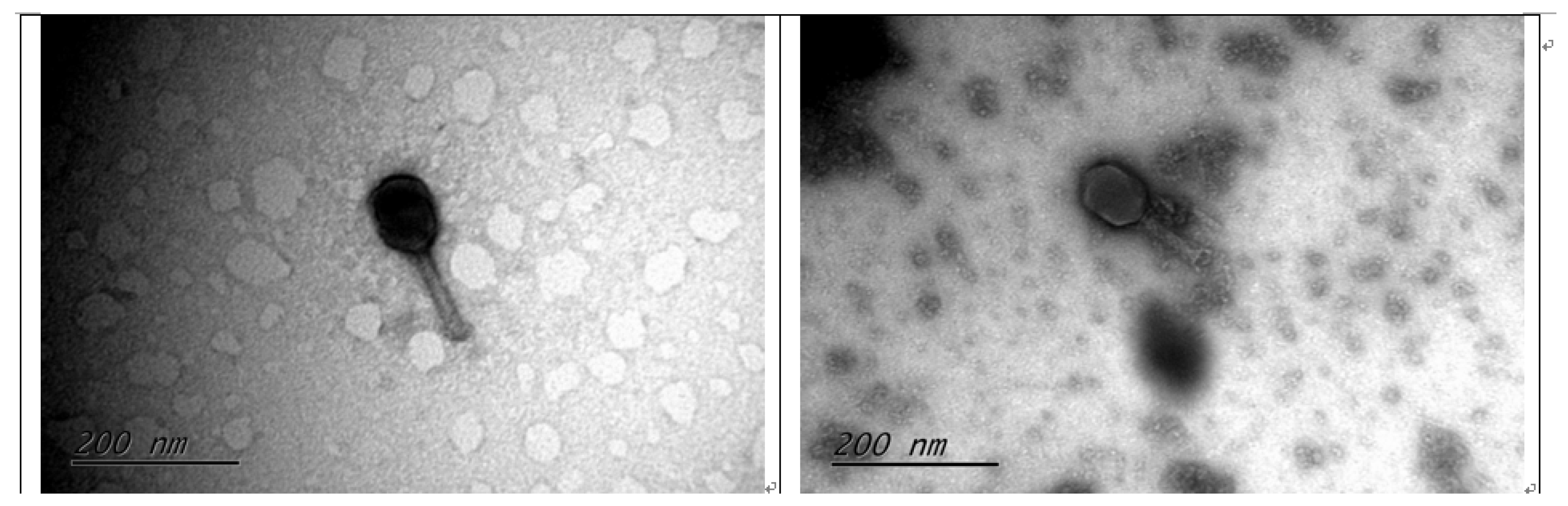 Viruses 14 02740 g001 Viruses 14 02740 g001