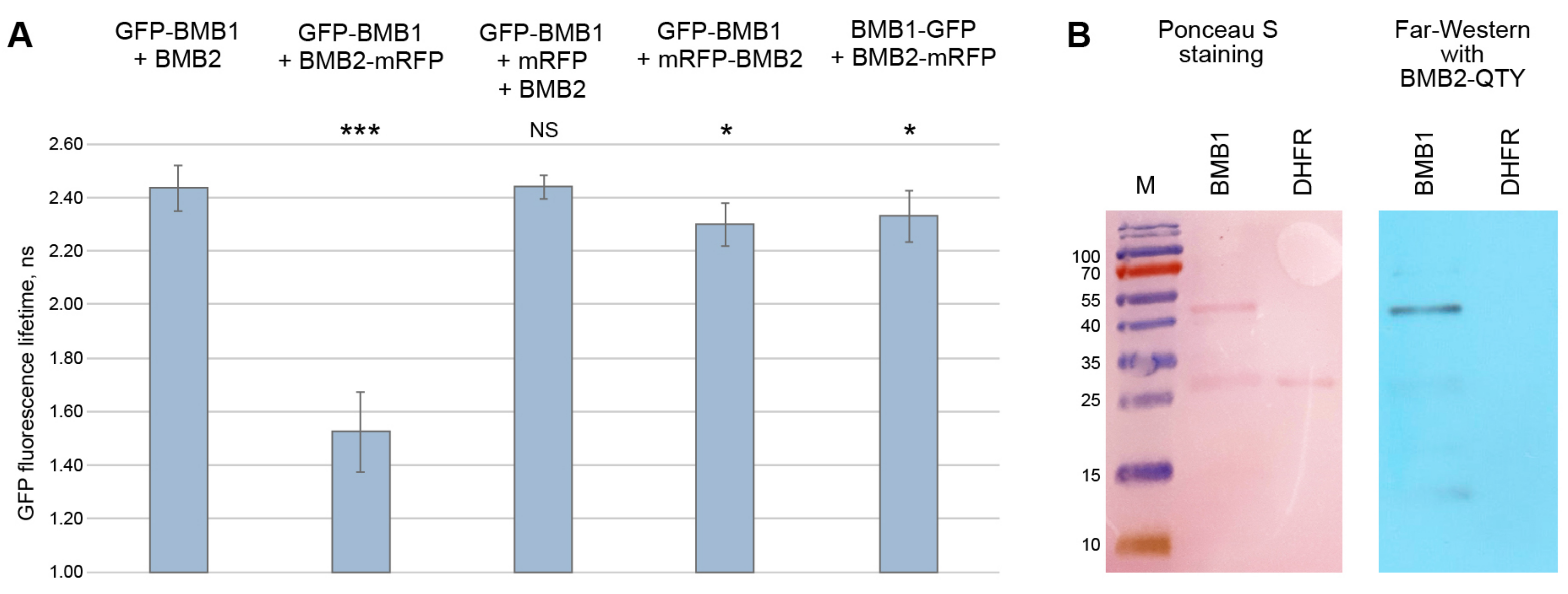 Viruses 14 02742 g001 Viruses 14 02742 g001