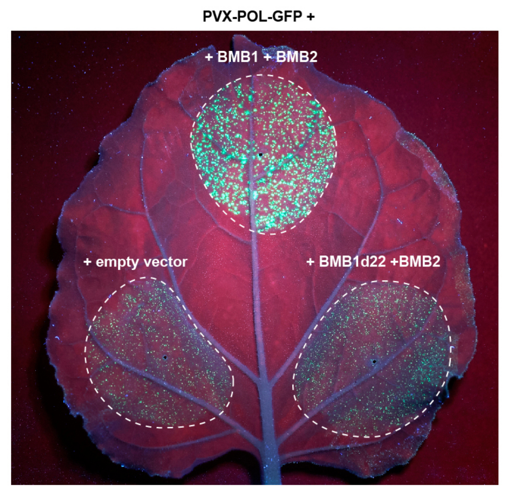 Viruses 14 02742 g003 Viruses 14 02742 g003