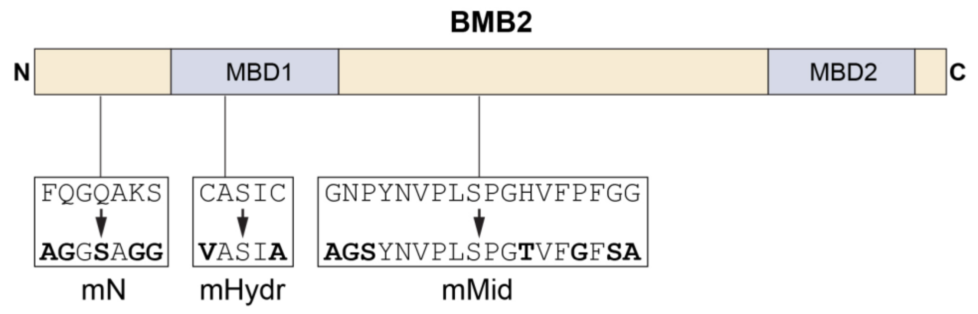 Viruses 14 02742 g004 Viruses 14 02742 g004