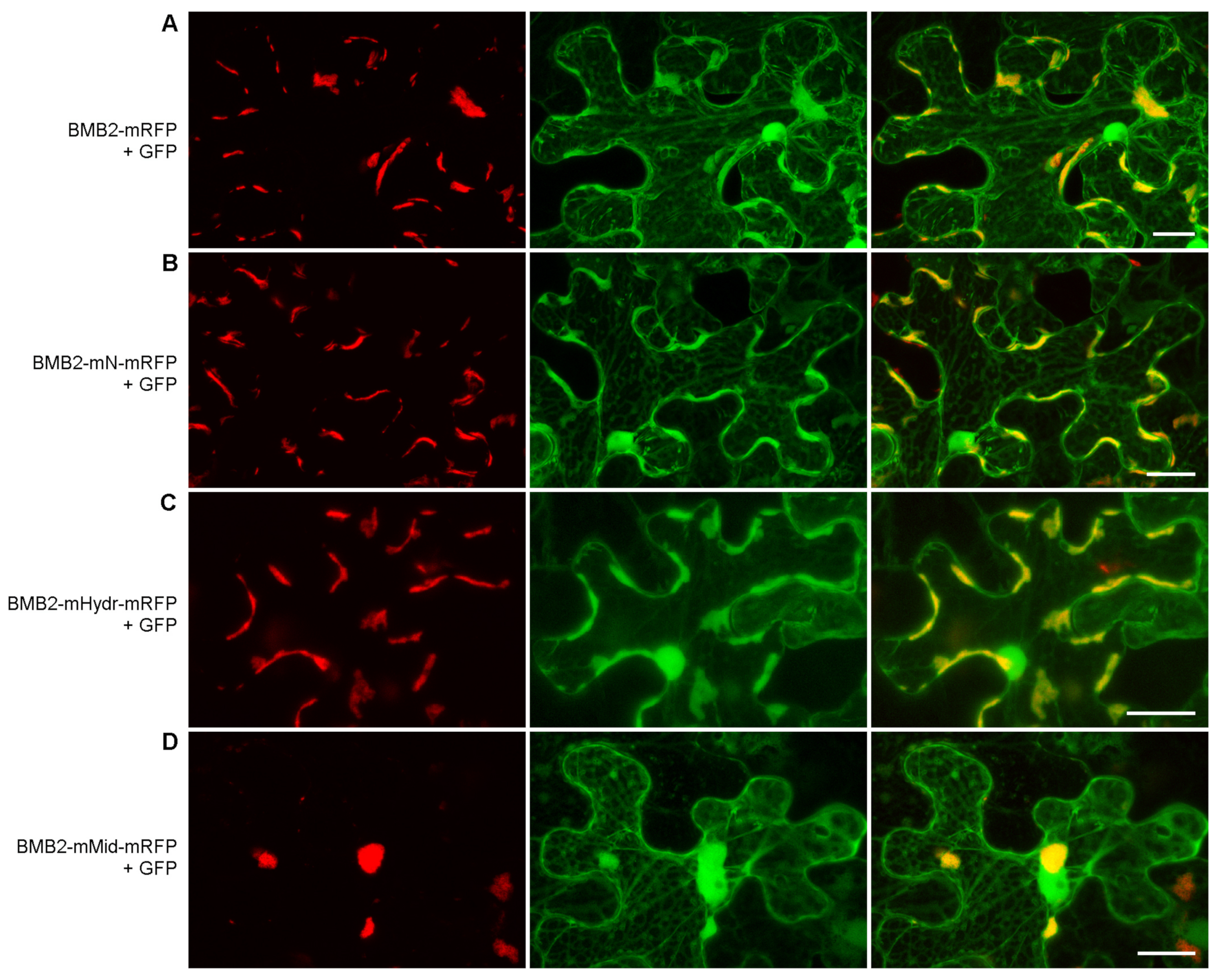Viruses 14 02742 g005 Viruses 14 02742 g005