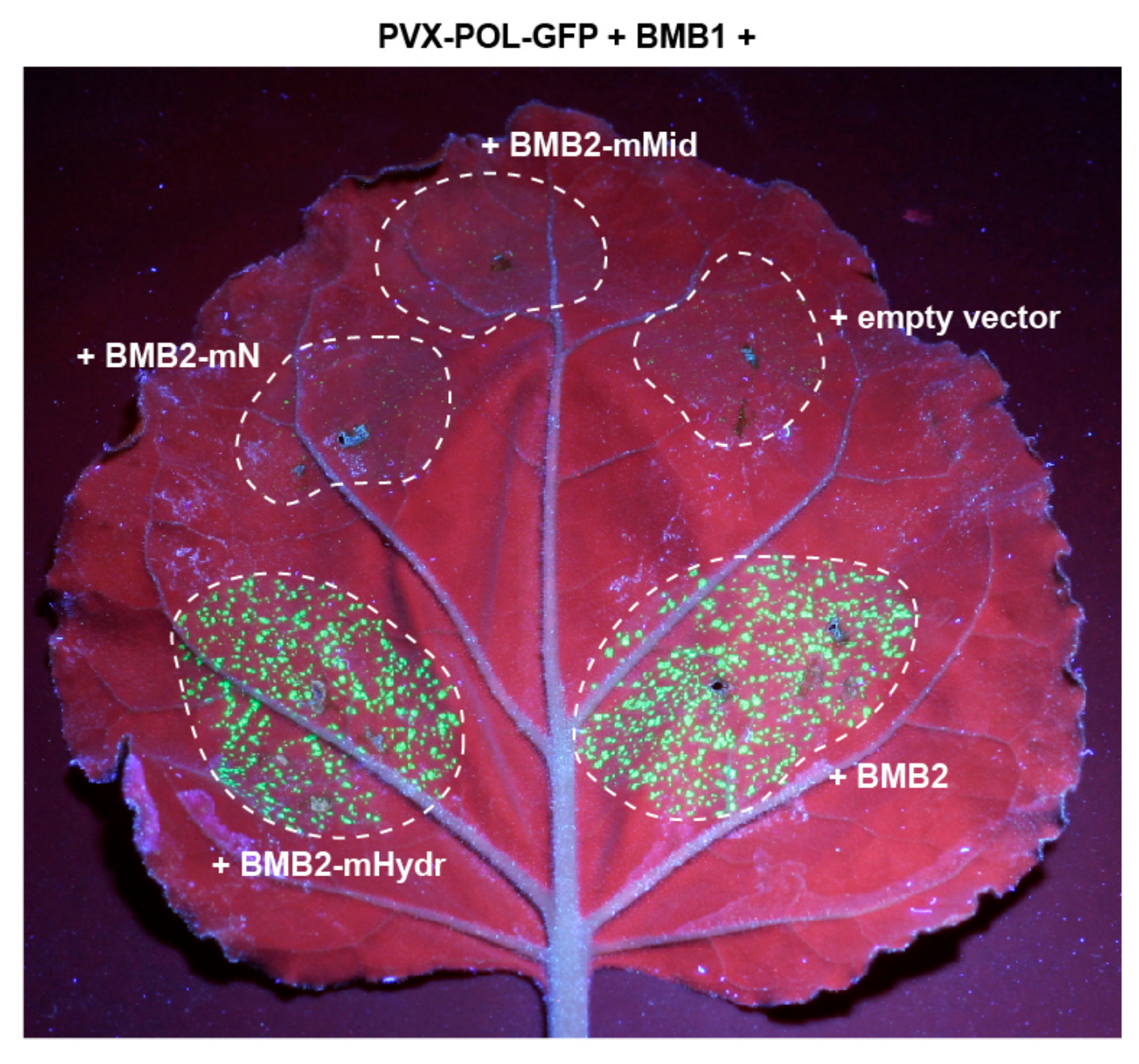 Viruses 14 02742 g006 Viruses 14 02742 g006