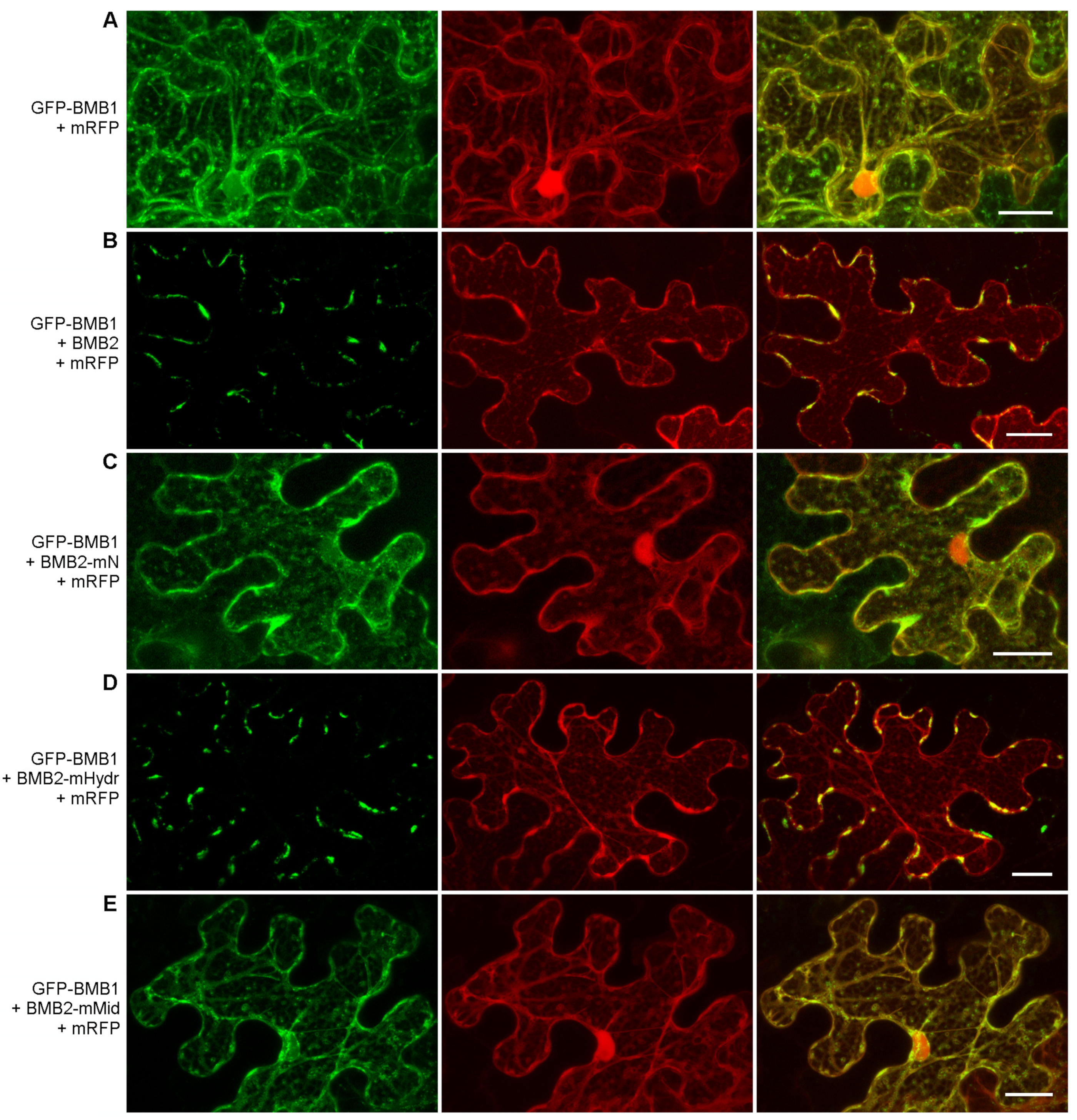 Viruses 14 02742 g007 Viruses 14 02742 g007