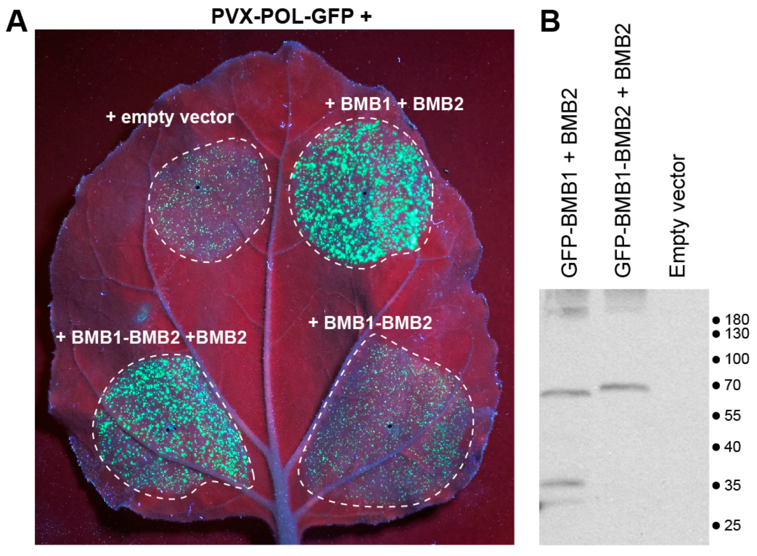 Viruses 14 02742 g009 Viruses 14 02742 g009
