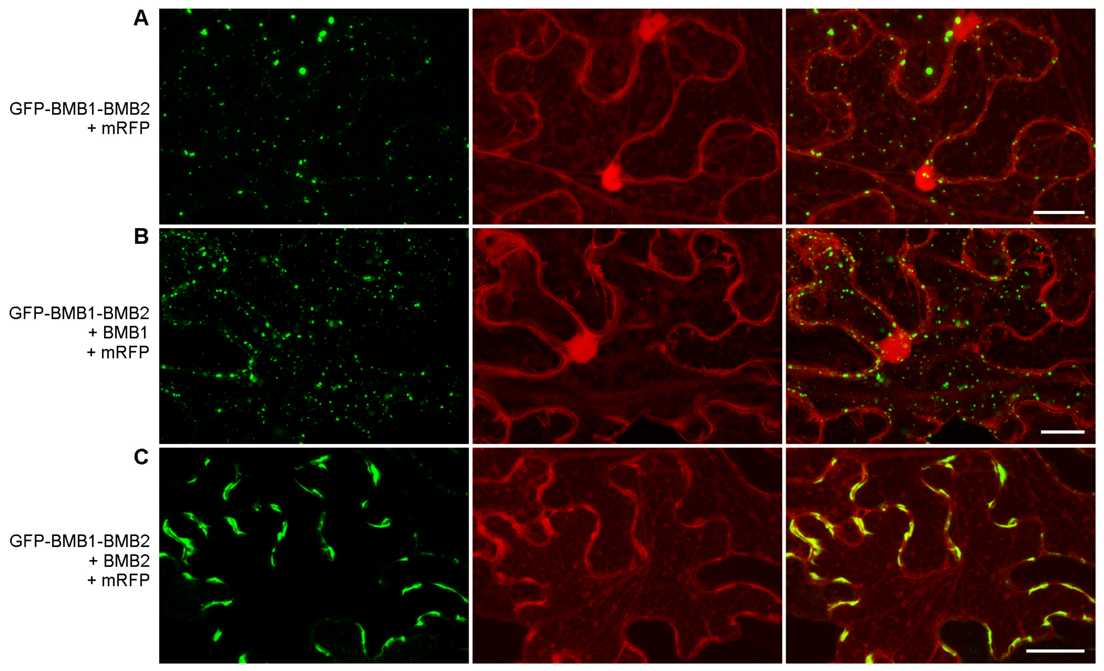 Viruses 14 02742 g010 Viruses 14 02742 g010