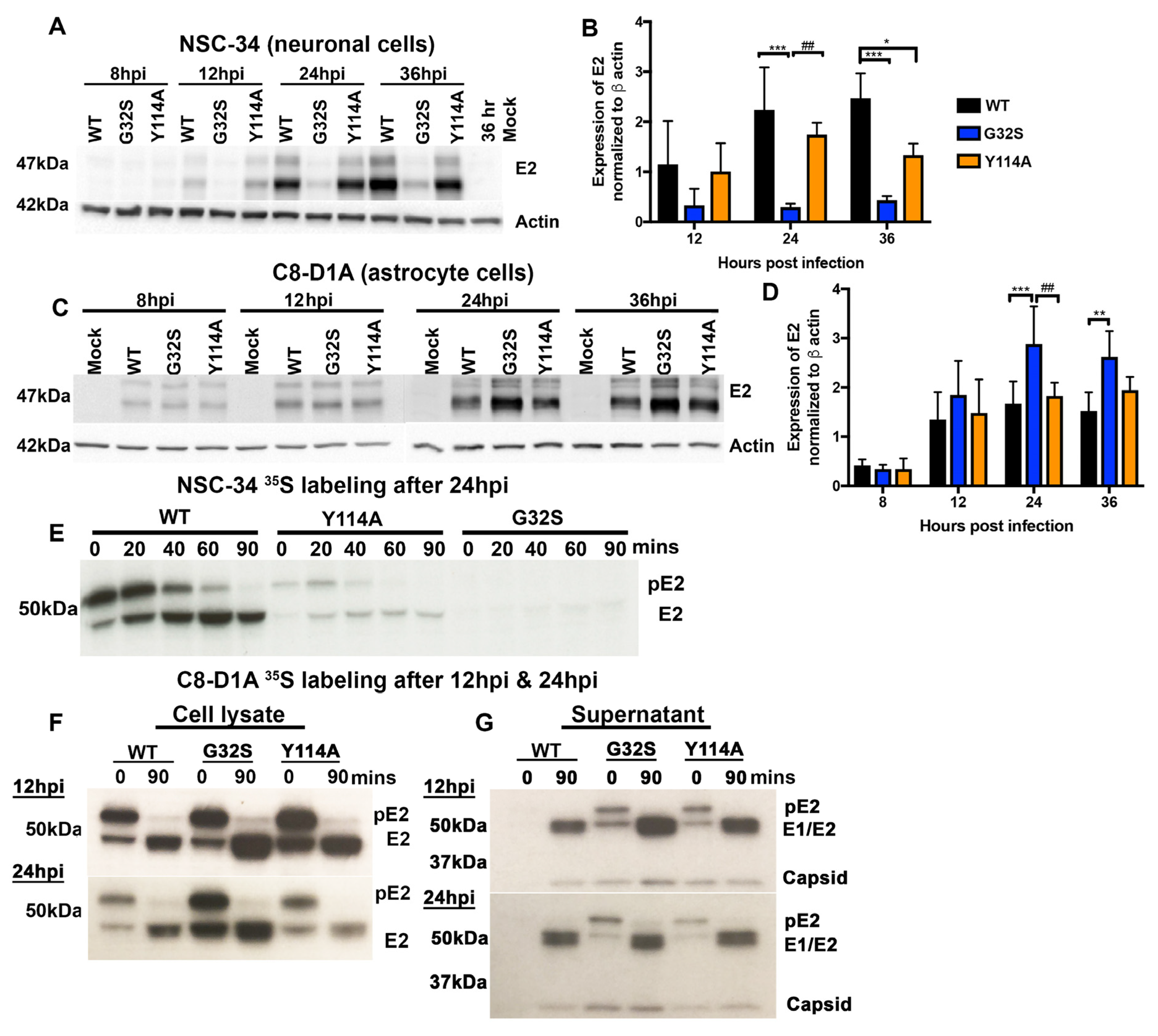 Viruses 14 02744 g005