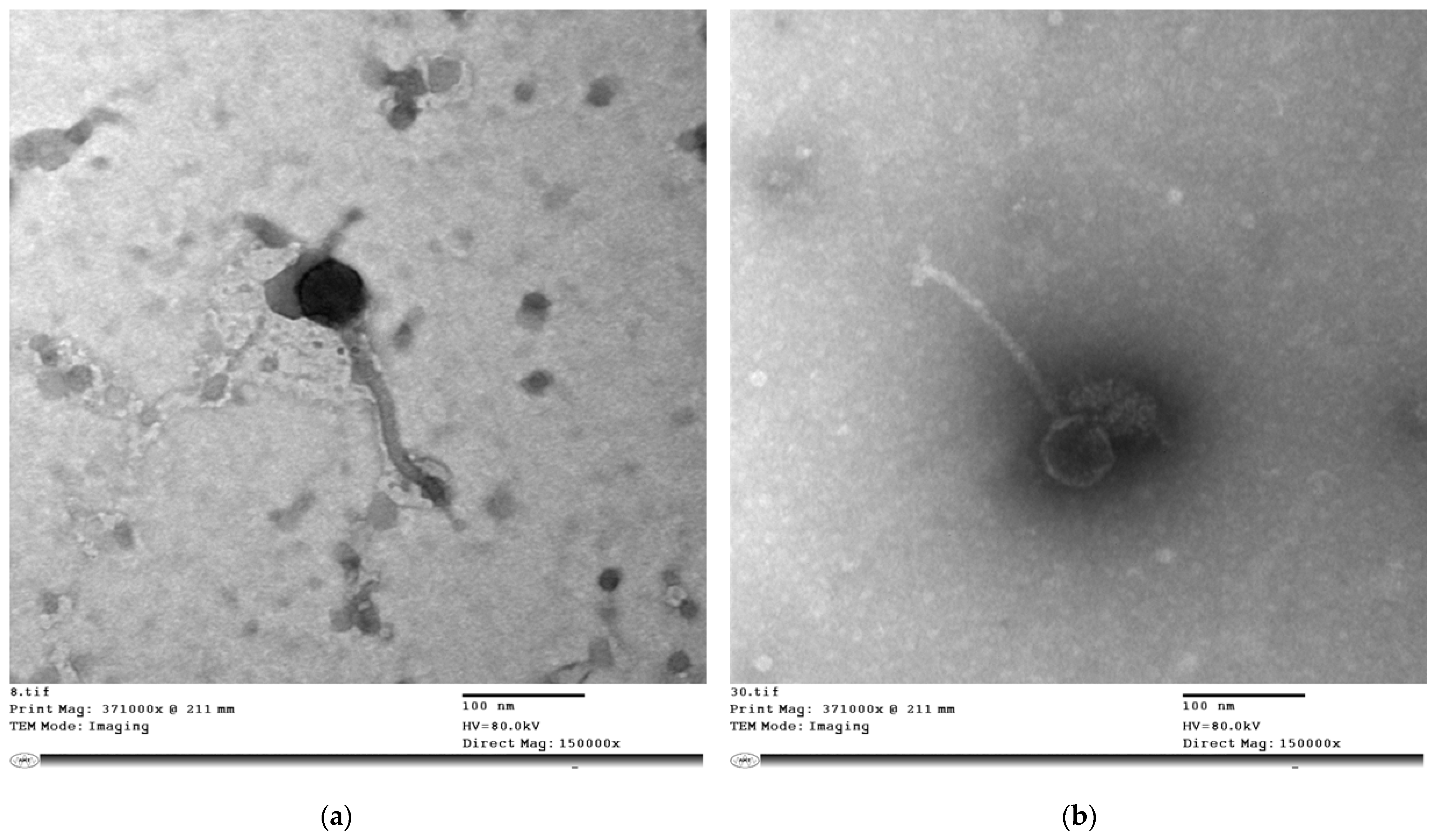 Viruses 14 02760 g001 Viruses 14 02760 g001