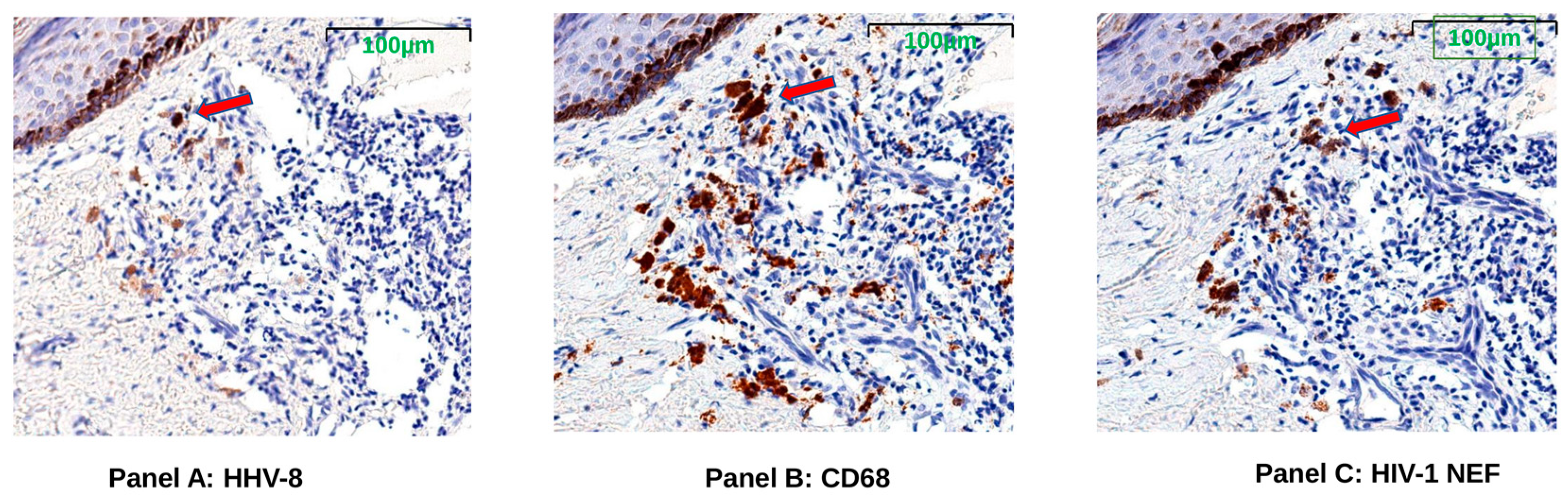 Viruses 14 02774 g003