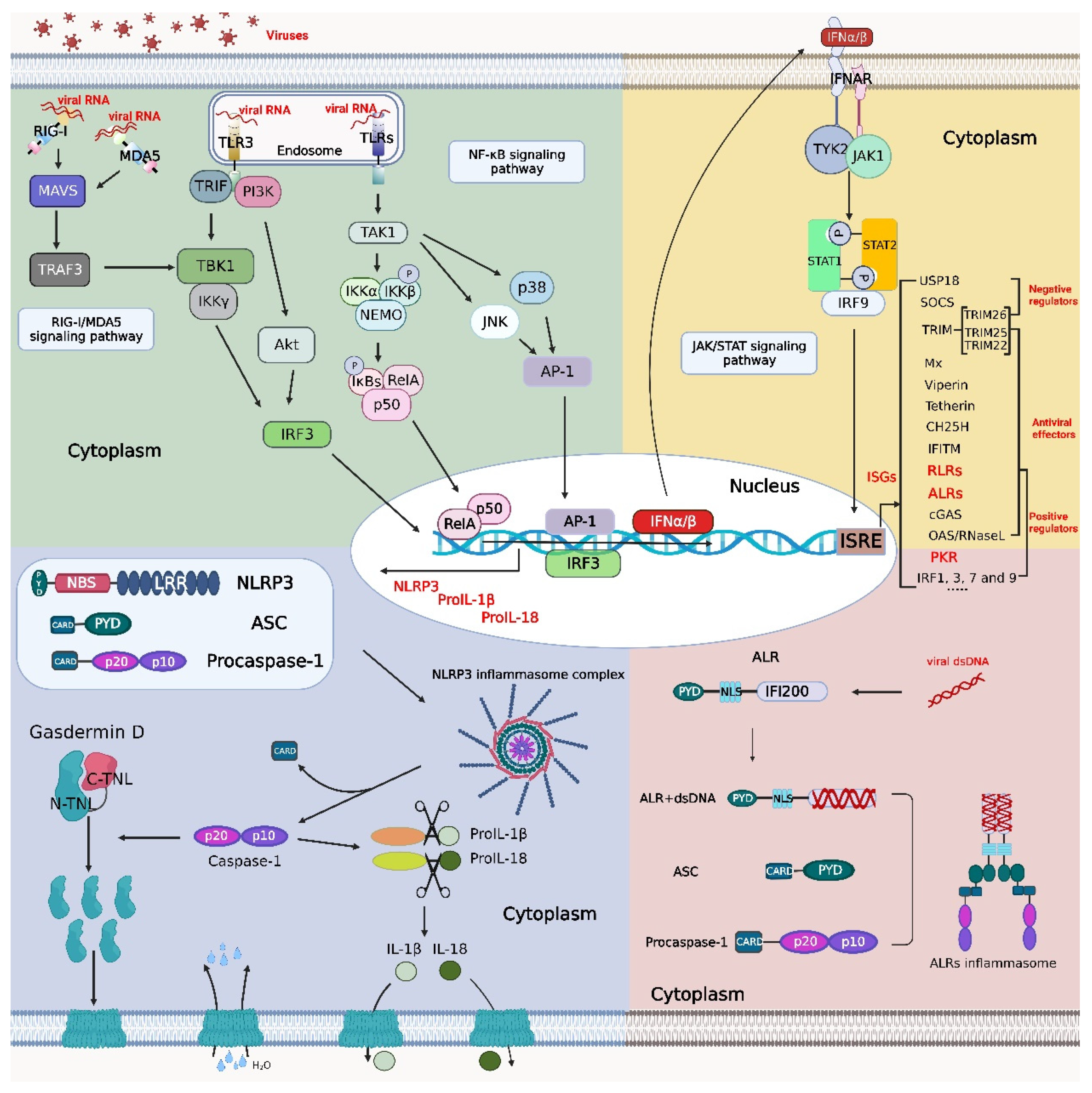 Viruses 14 02798 g001 Viruses 14 02798 g001