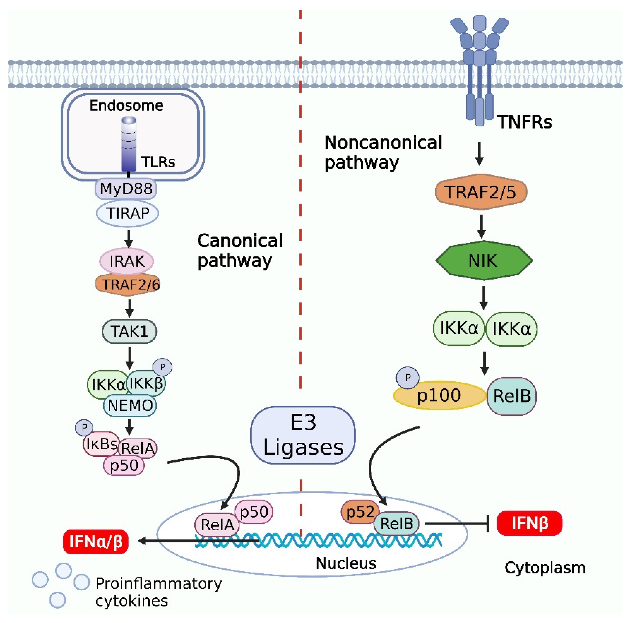 Viruses 14 02798 g003 Viruses 14 02798 g003