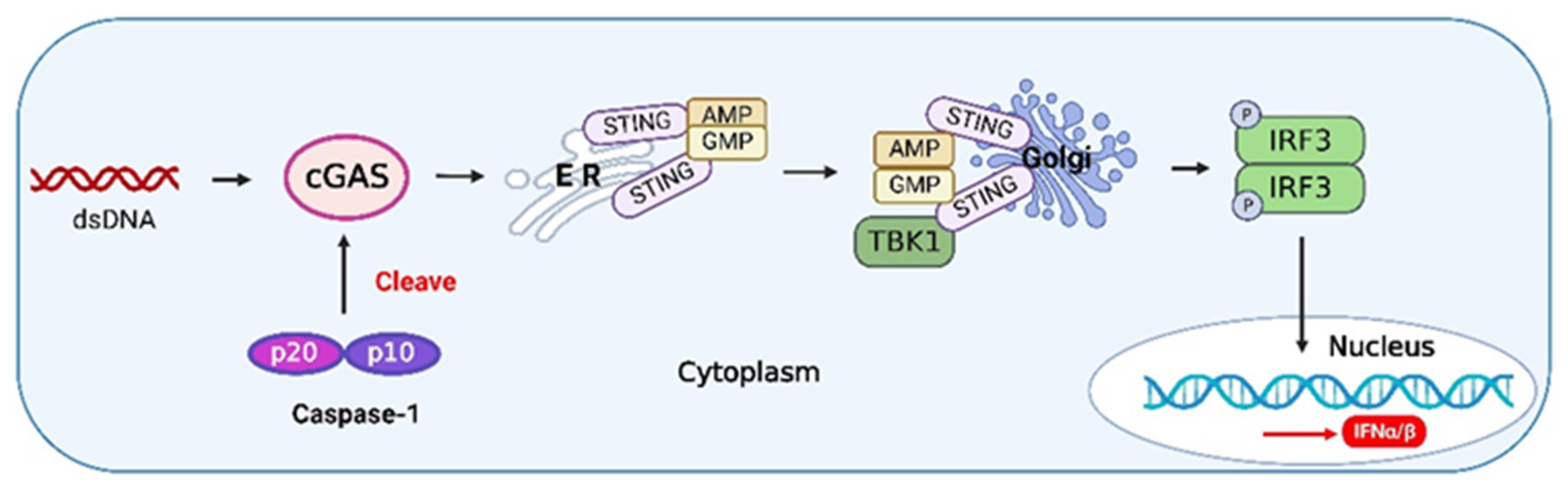 Viruses 14 02798 g005 Viruses 14 02798 g005