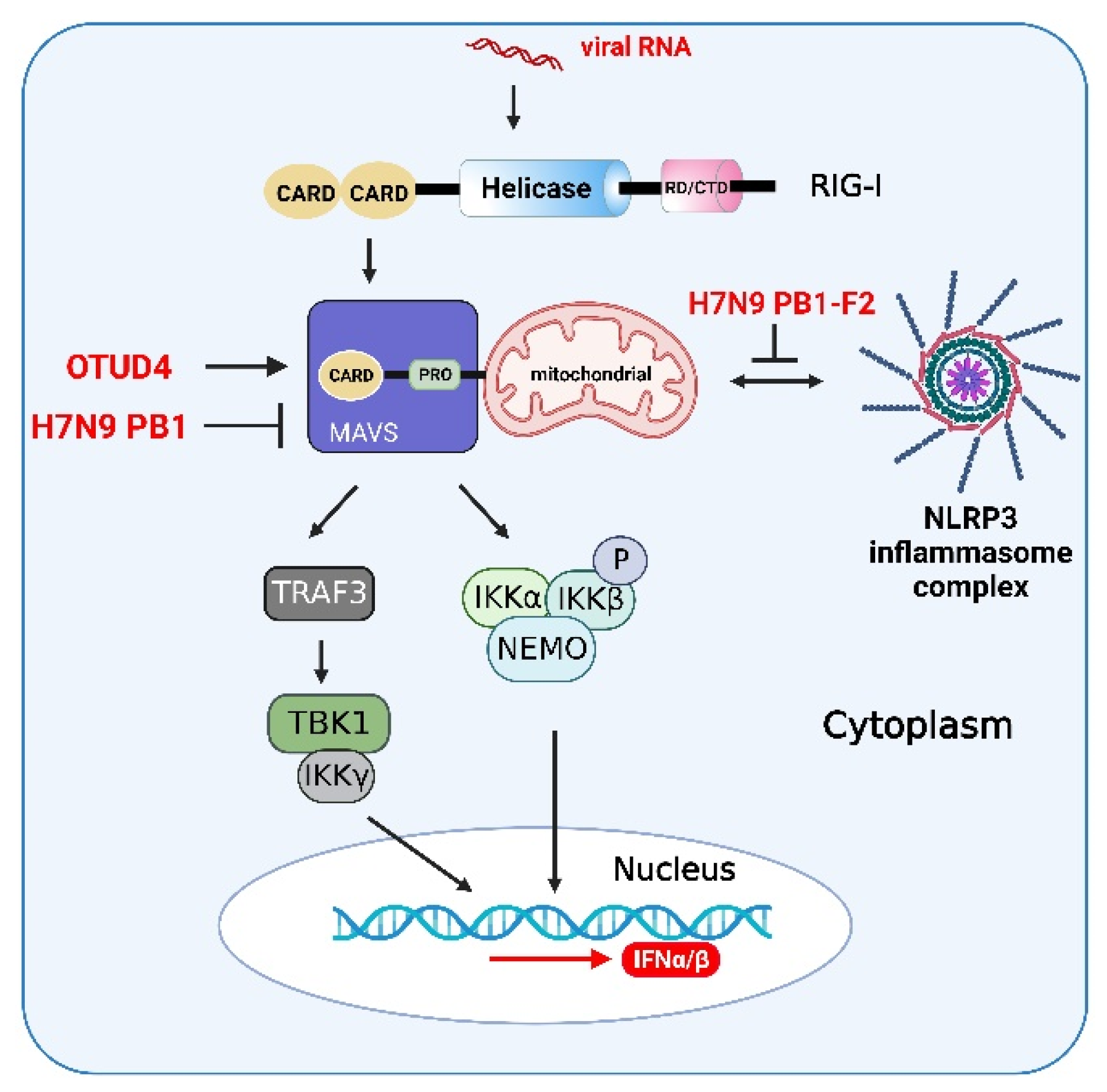 Viruses 14 02798 g006 Viruses 14 02798 g006