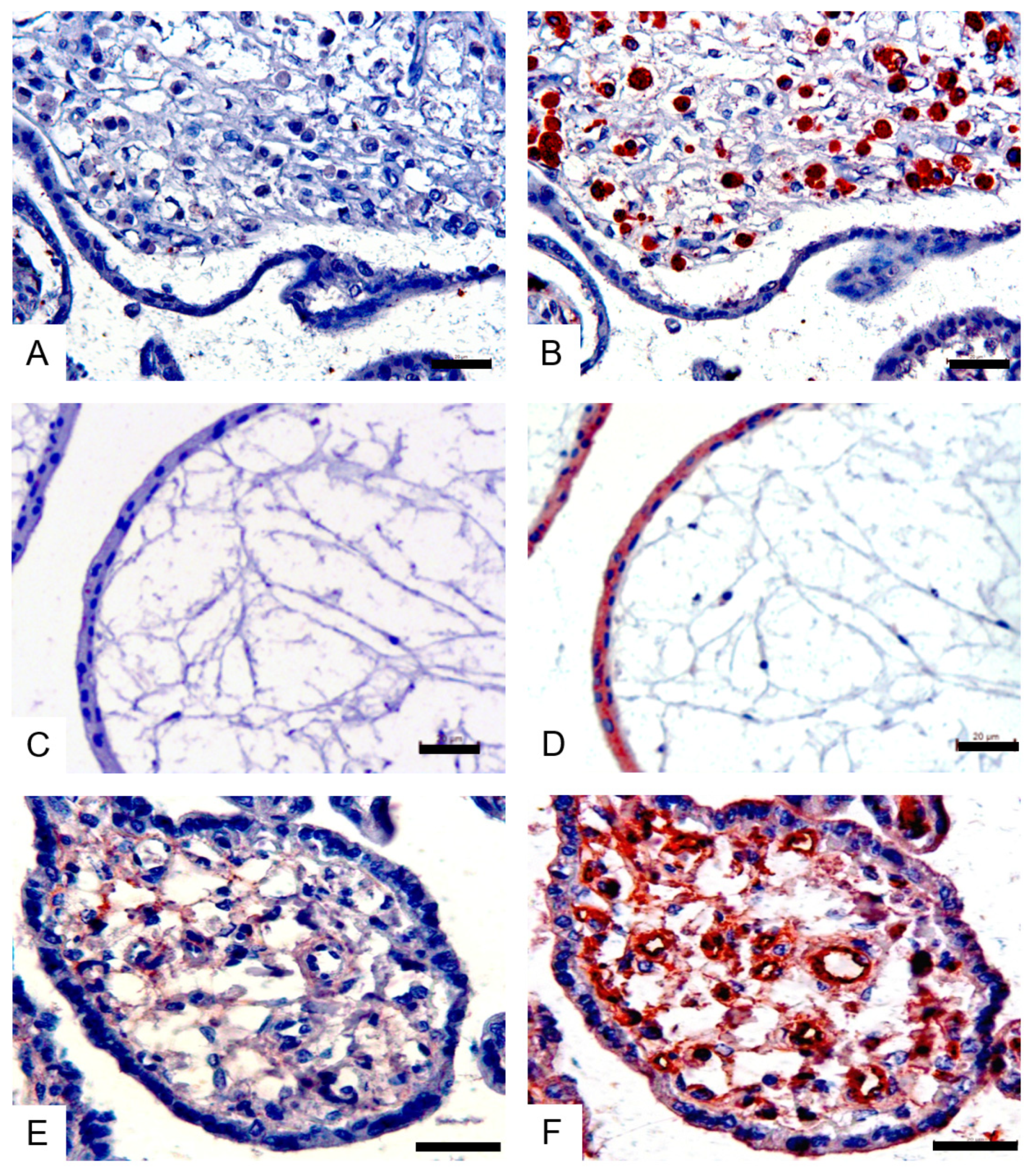 Viruses 14 02807 g002