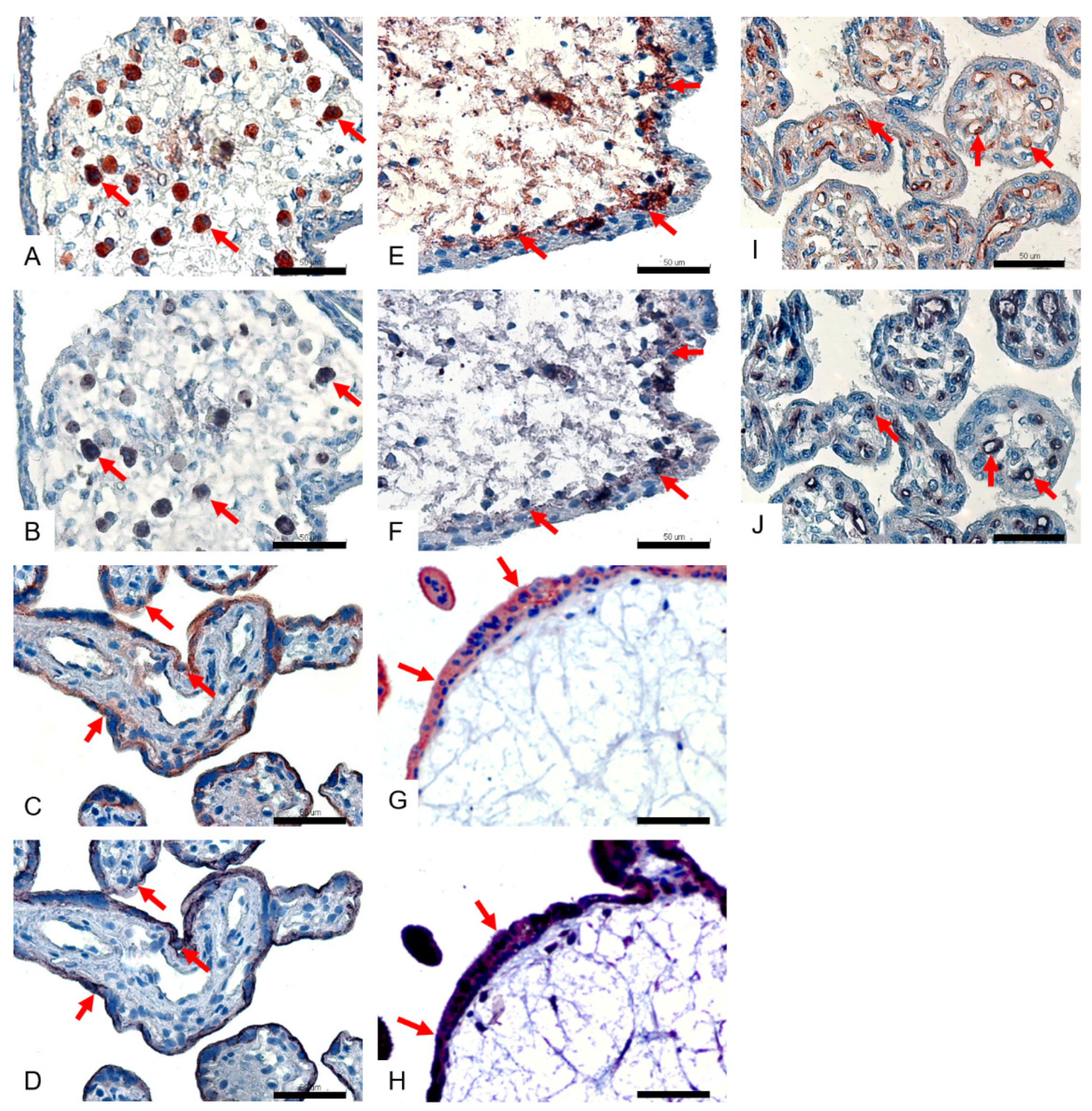 Viruses 14 02807 g003