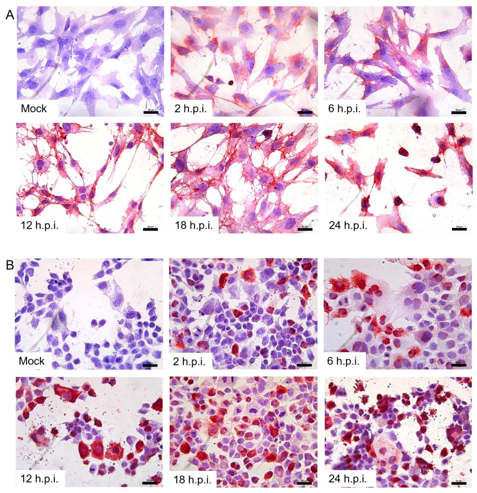 Viruses 14 02807 g005