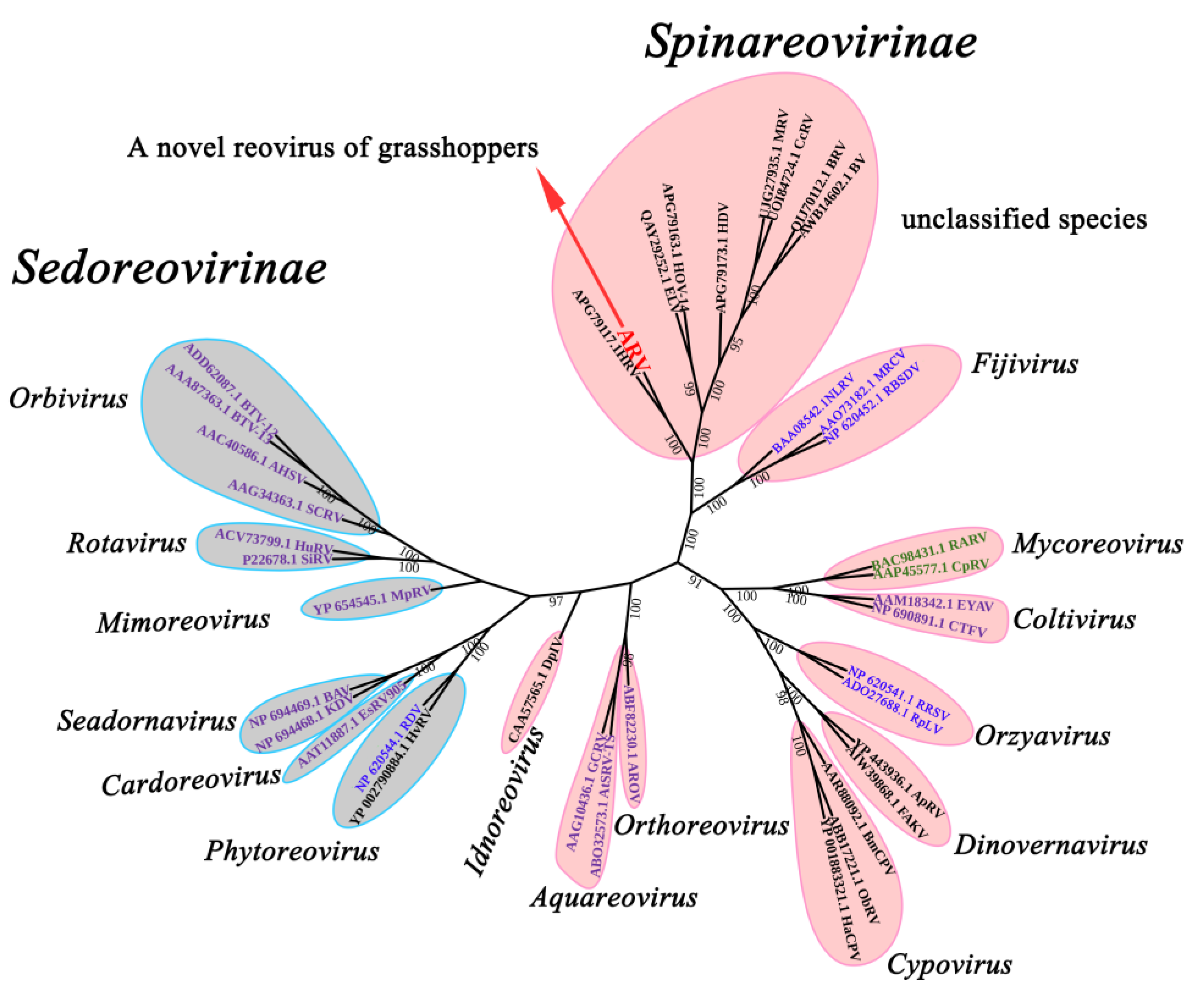 Viruses 14 02810 g001
