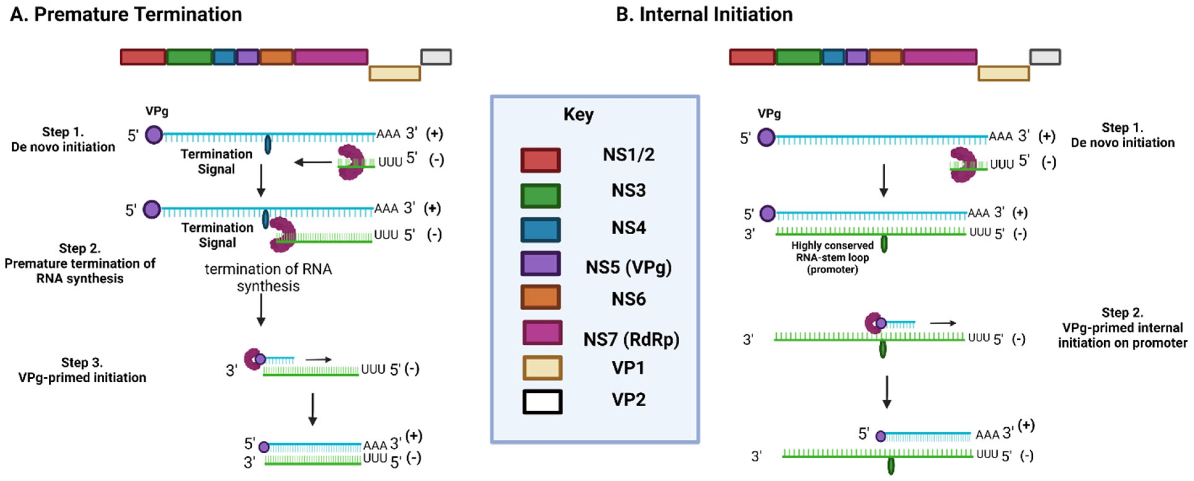 Viruses 14 02811 g005