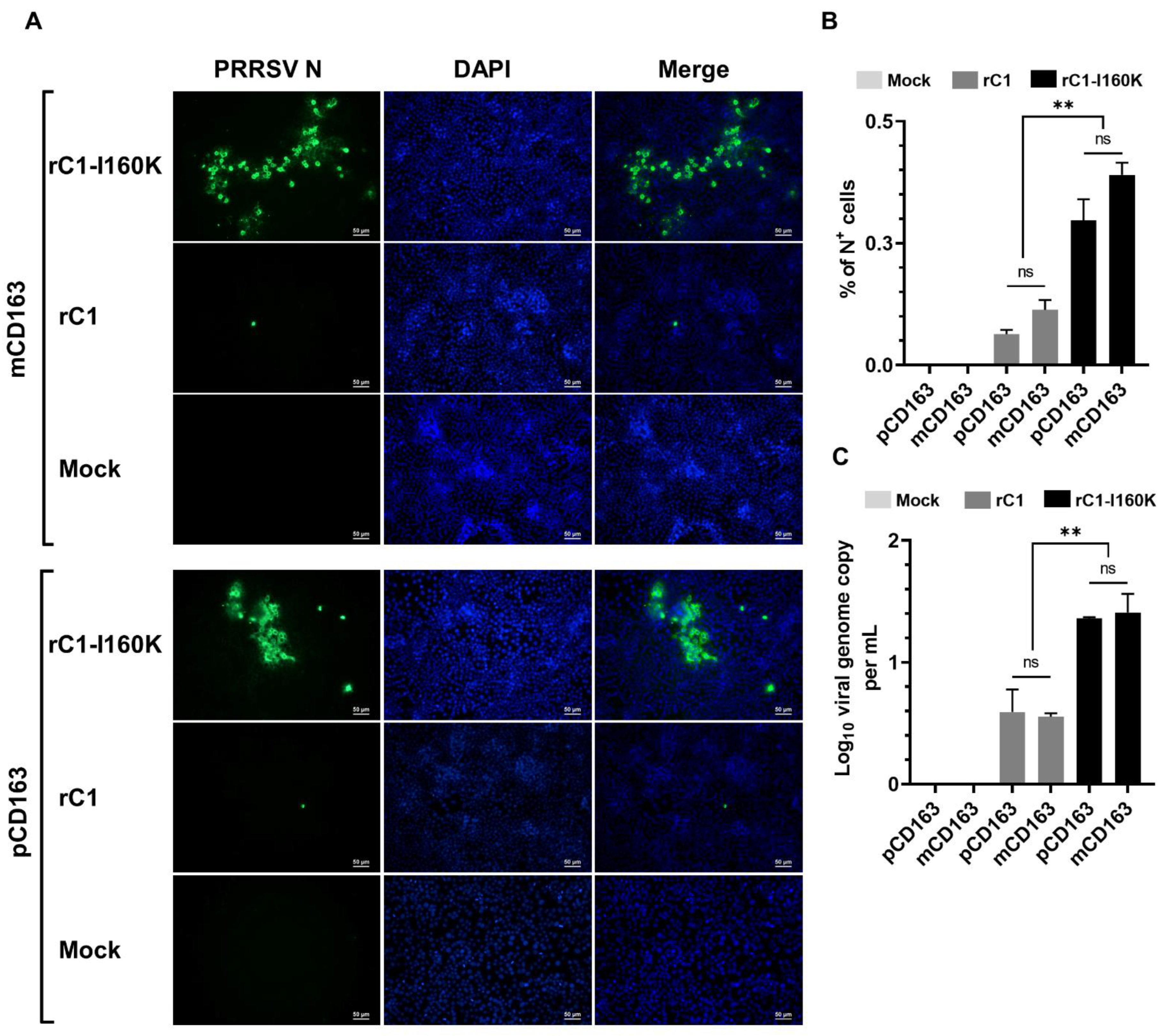 Viruses 14 02822 g007