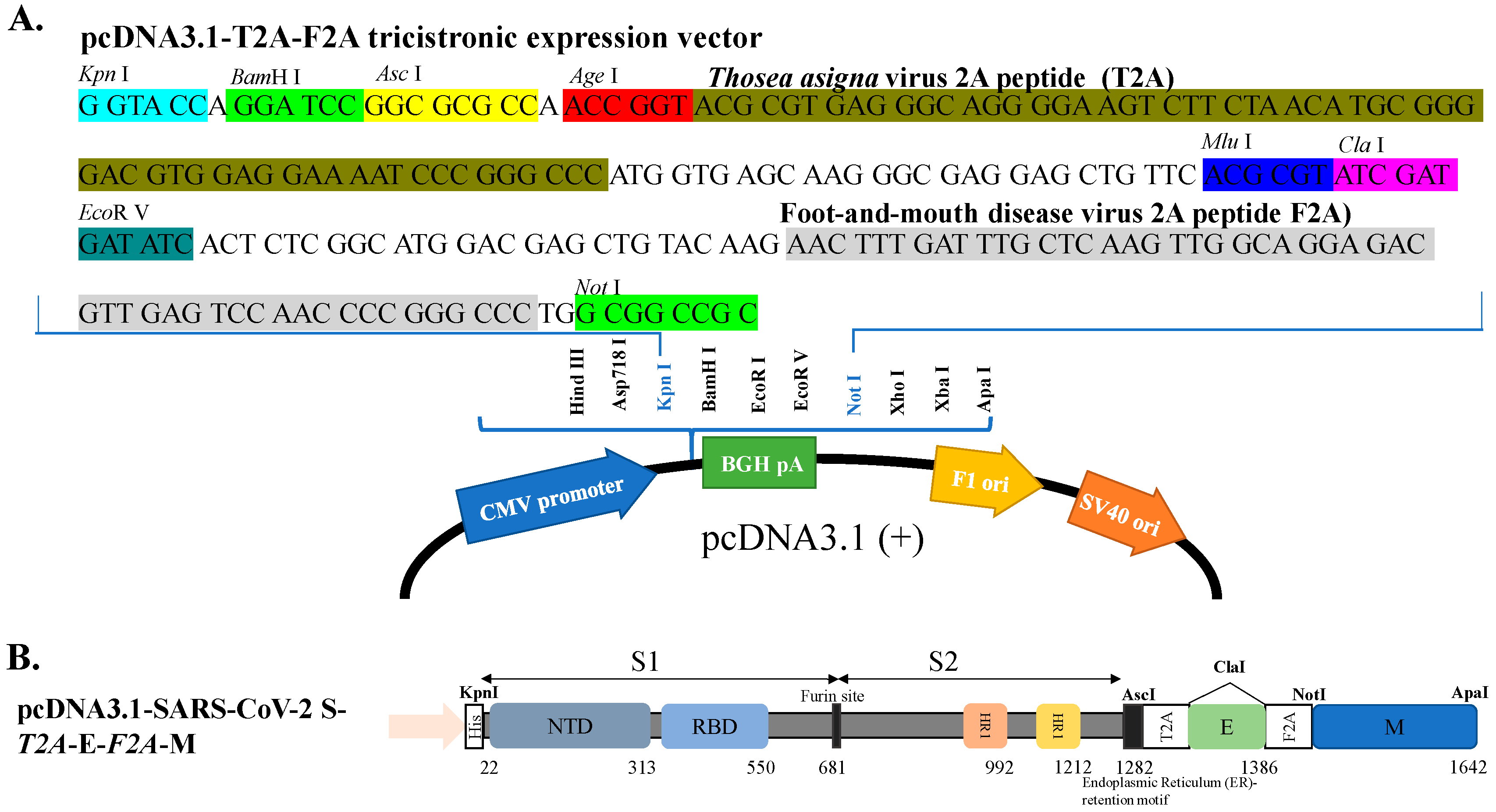 Viruses 14 02825 g001