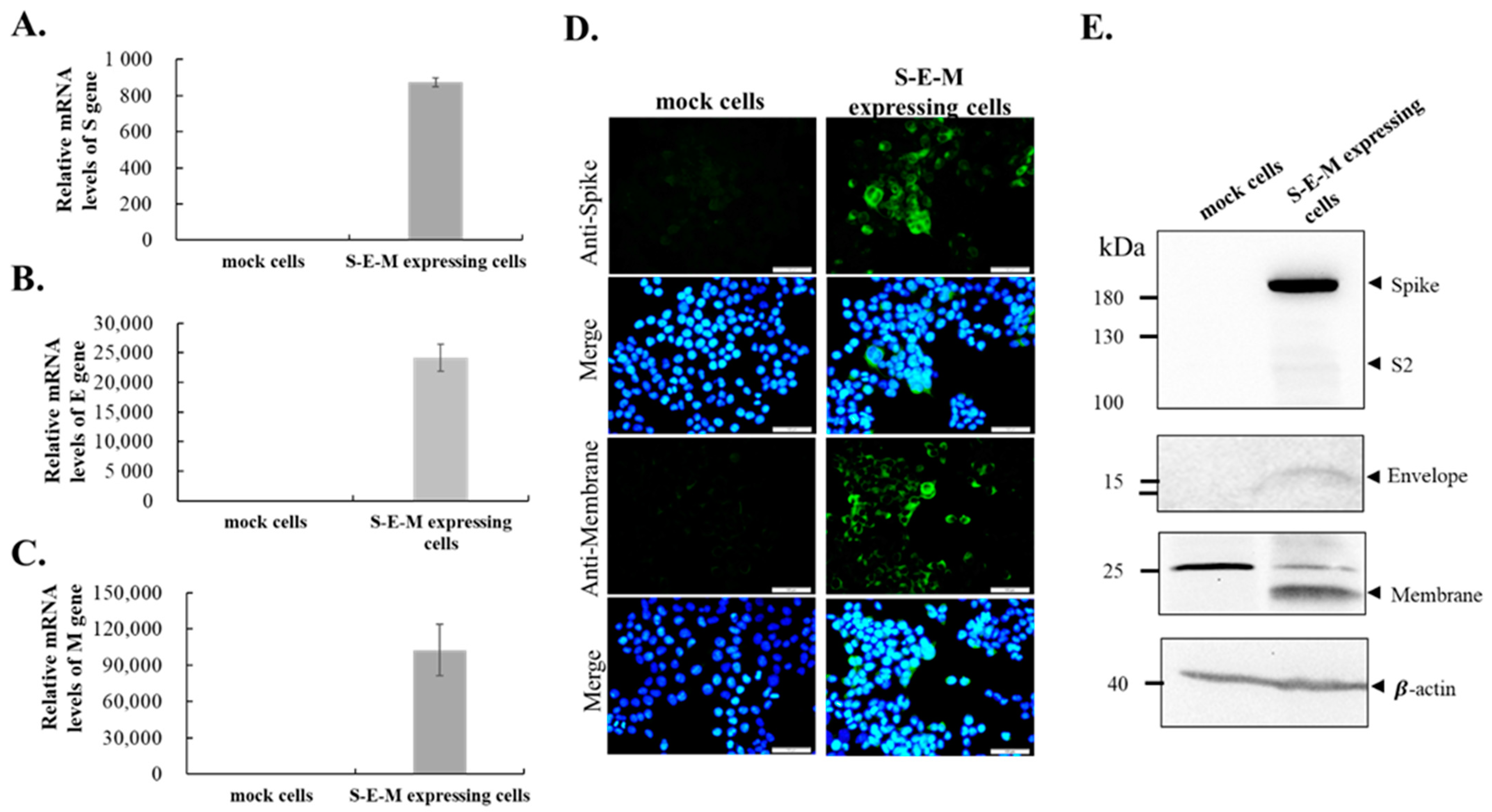 Viruses 14 02825 g002